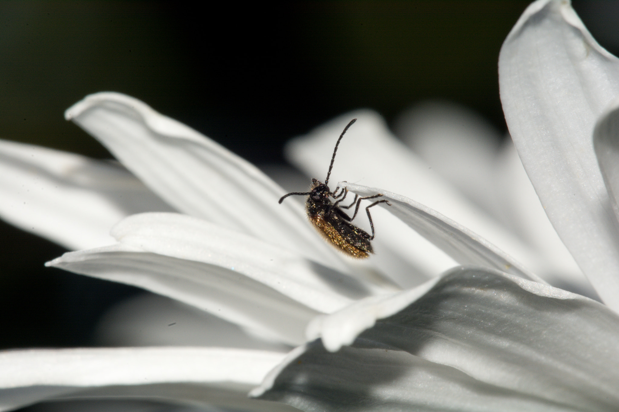 Sigma 150mm F2.8 EX DG Macro HSM sample photo. Macro fondo negro photography