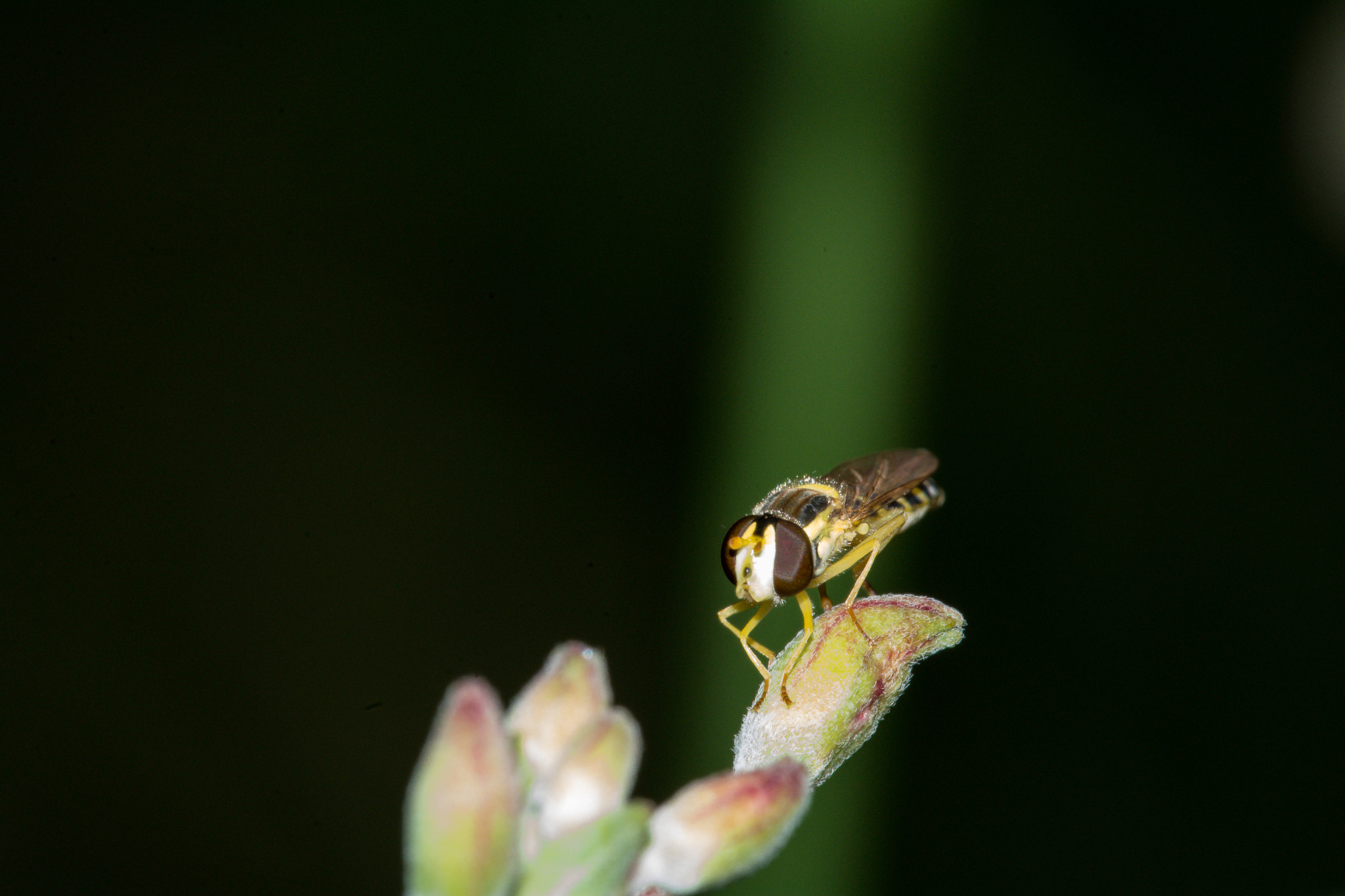 Sigma 150mm F2.8 EX DG Macro HSM sample photo. Macro fondo negro photography