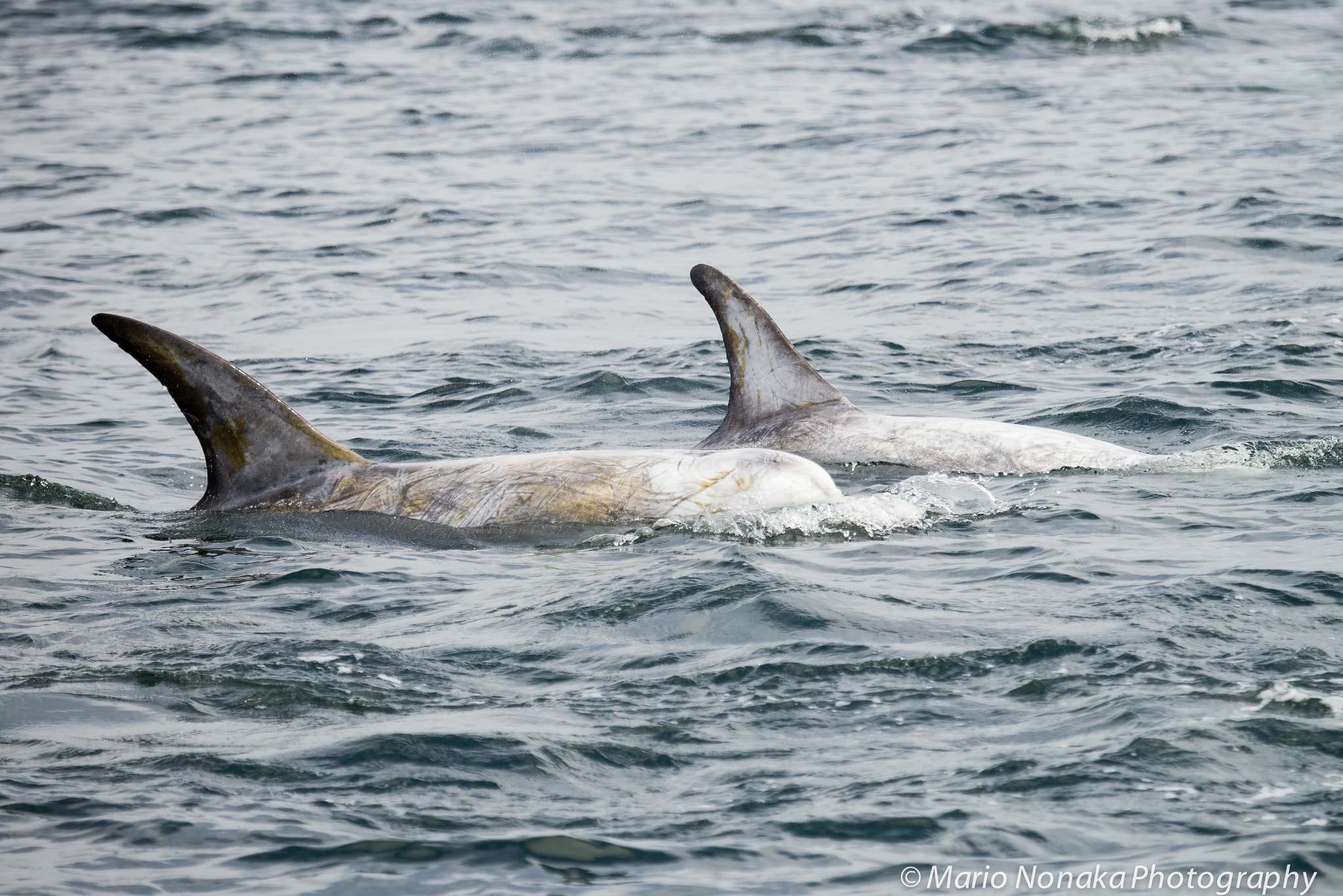 Nikon D600 sample photo. Risso's dolphins photography
