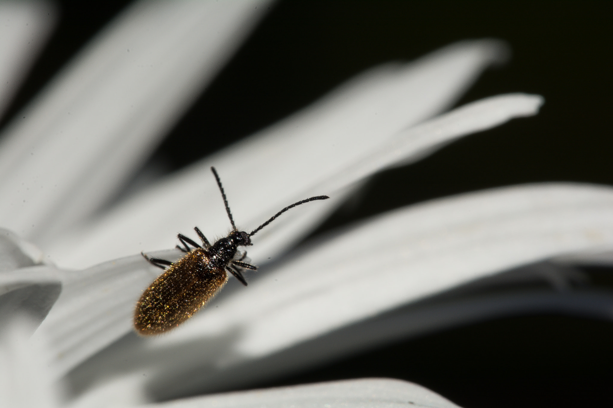 Sigma 150mm F2.8 EX DG Macro HSM sample photo. Macro negro photography