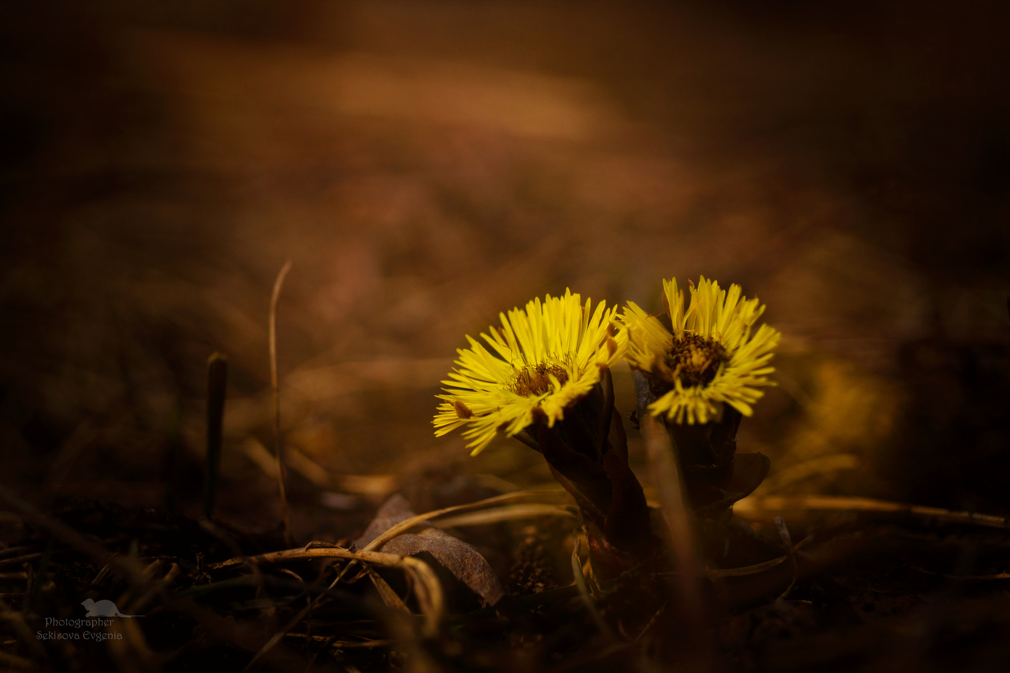 Sony SLT-A77 sample photo. Влюбленные photography