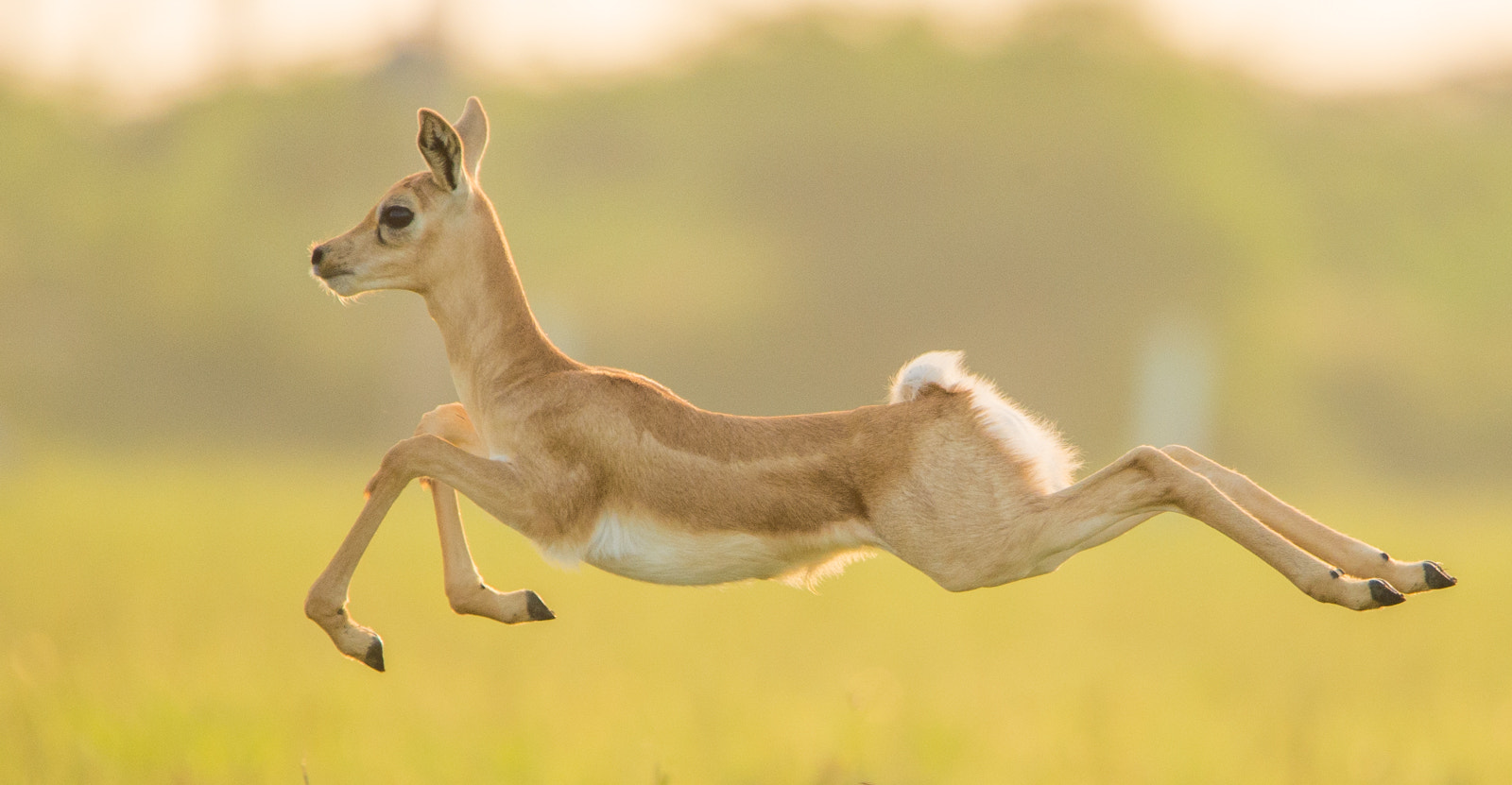 Nikon D4S sample photo. The jump.. photography