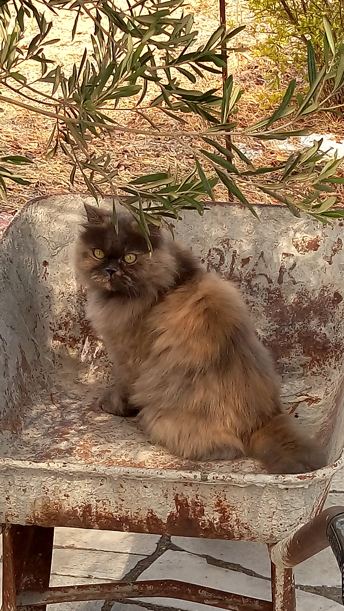 HTC ONE M9PLUS sample photo. Persian cat persy photography