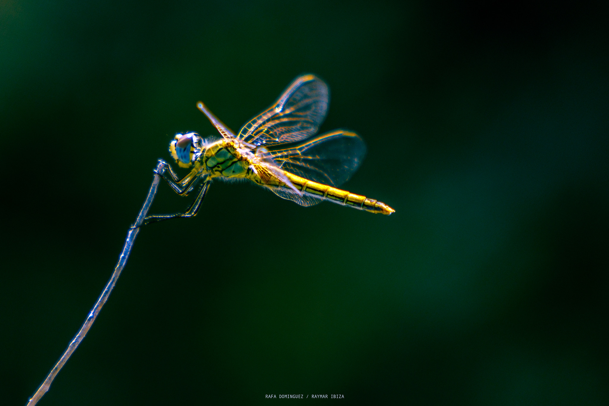 Canon EF 70-200mm F2.8L IS USM sample photo. Dragon-fly photography