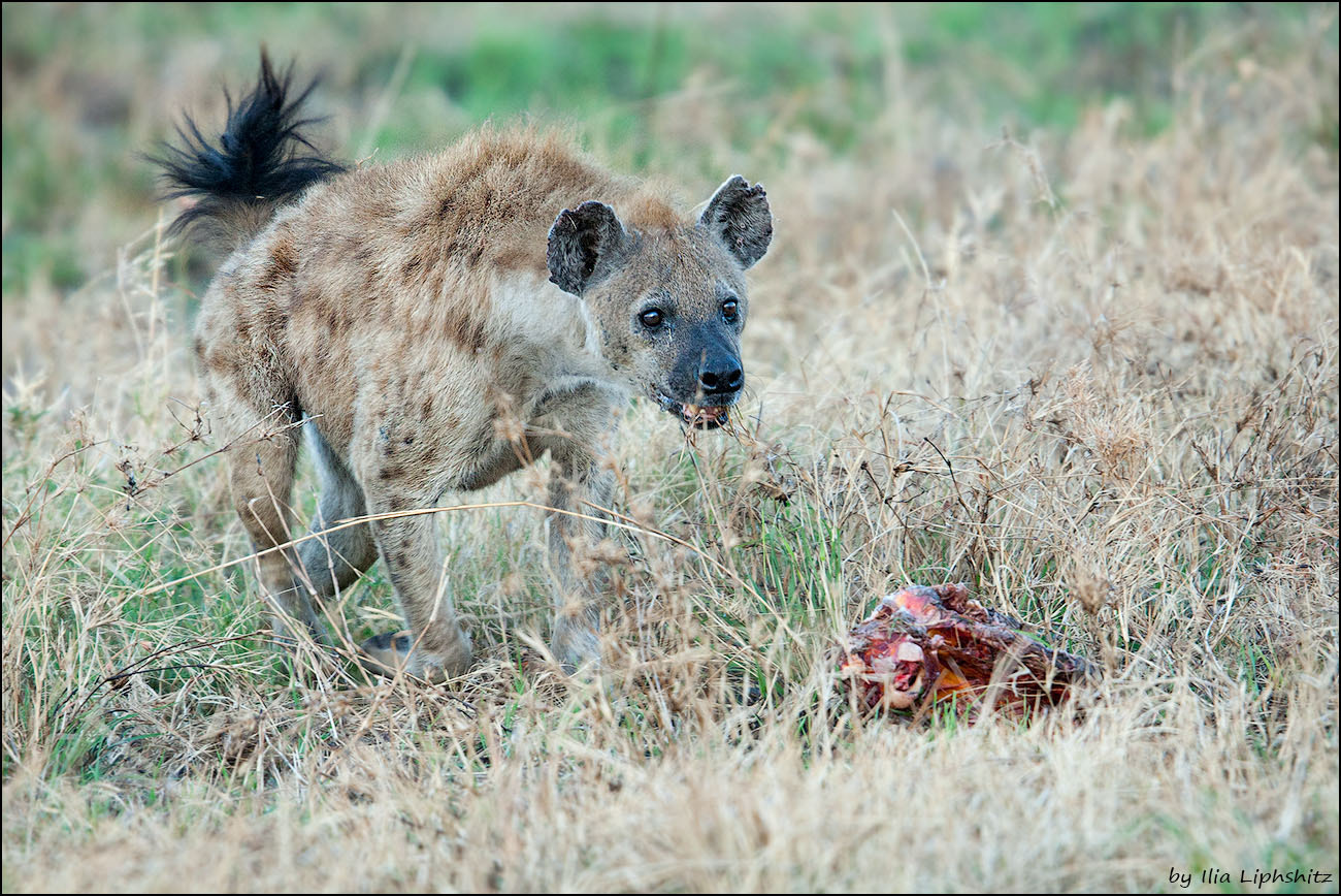 Canon EOS-1D Mark III + Canon EF 300mm F2.8L IS USM sample photo. Hyenas of serengeti №6 photography
