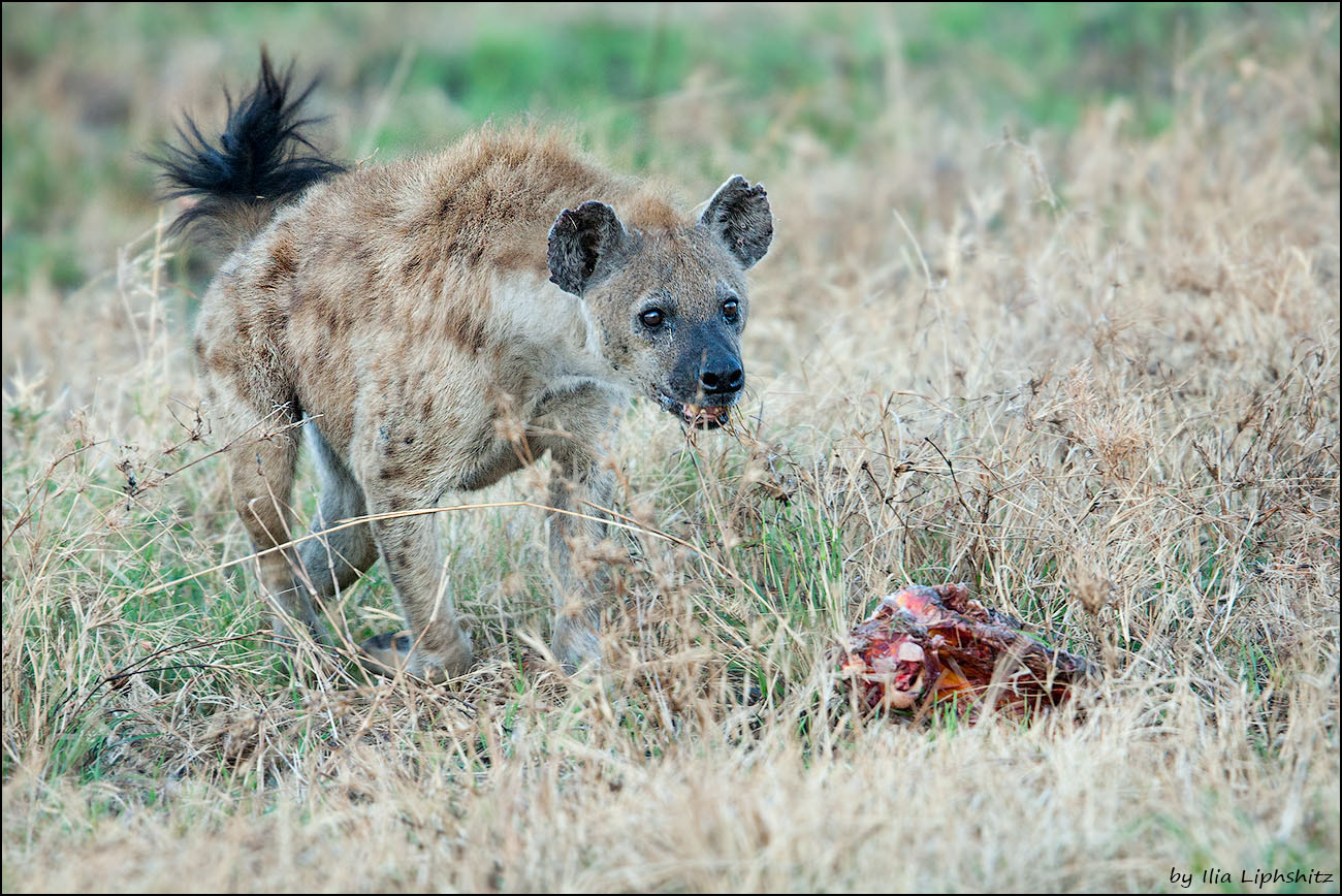 Canon EF 300mm F2.8L IS USM sample photo. Hyenas of serengeti №6 photography