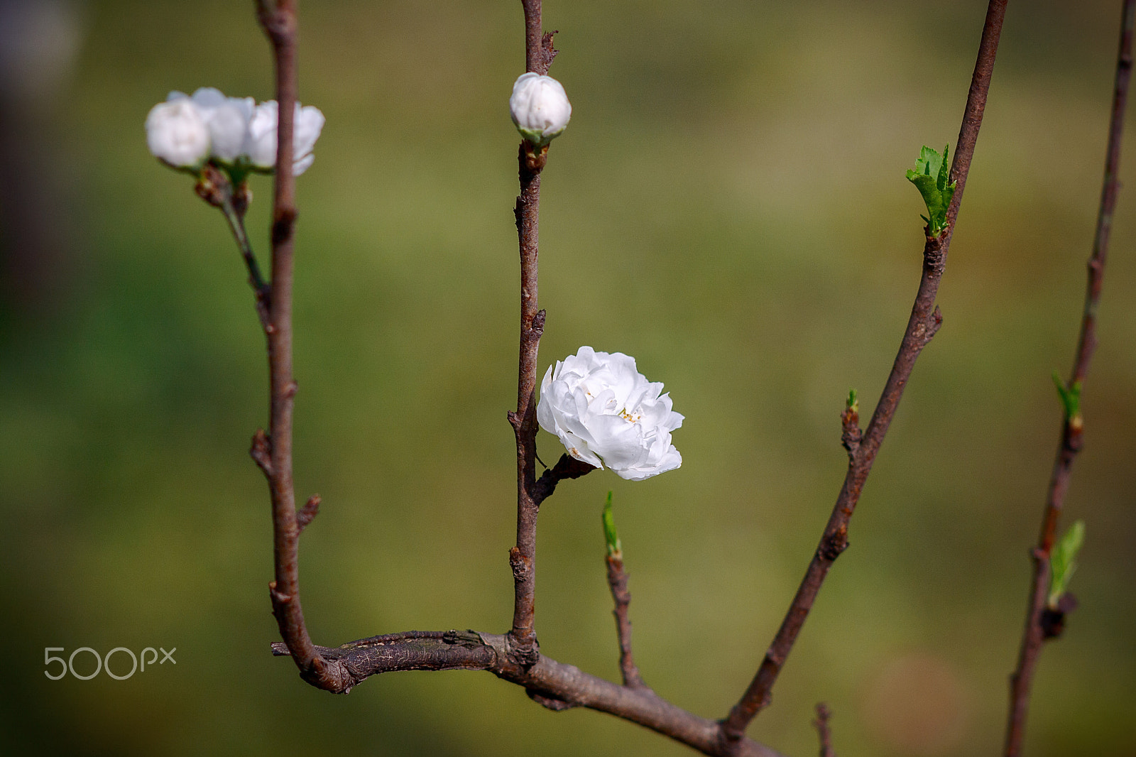 Canon EF 35-80mm f/4-5.6 sample photo. 碧桃 photography