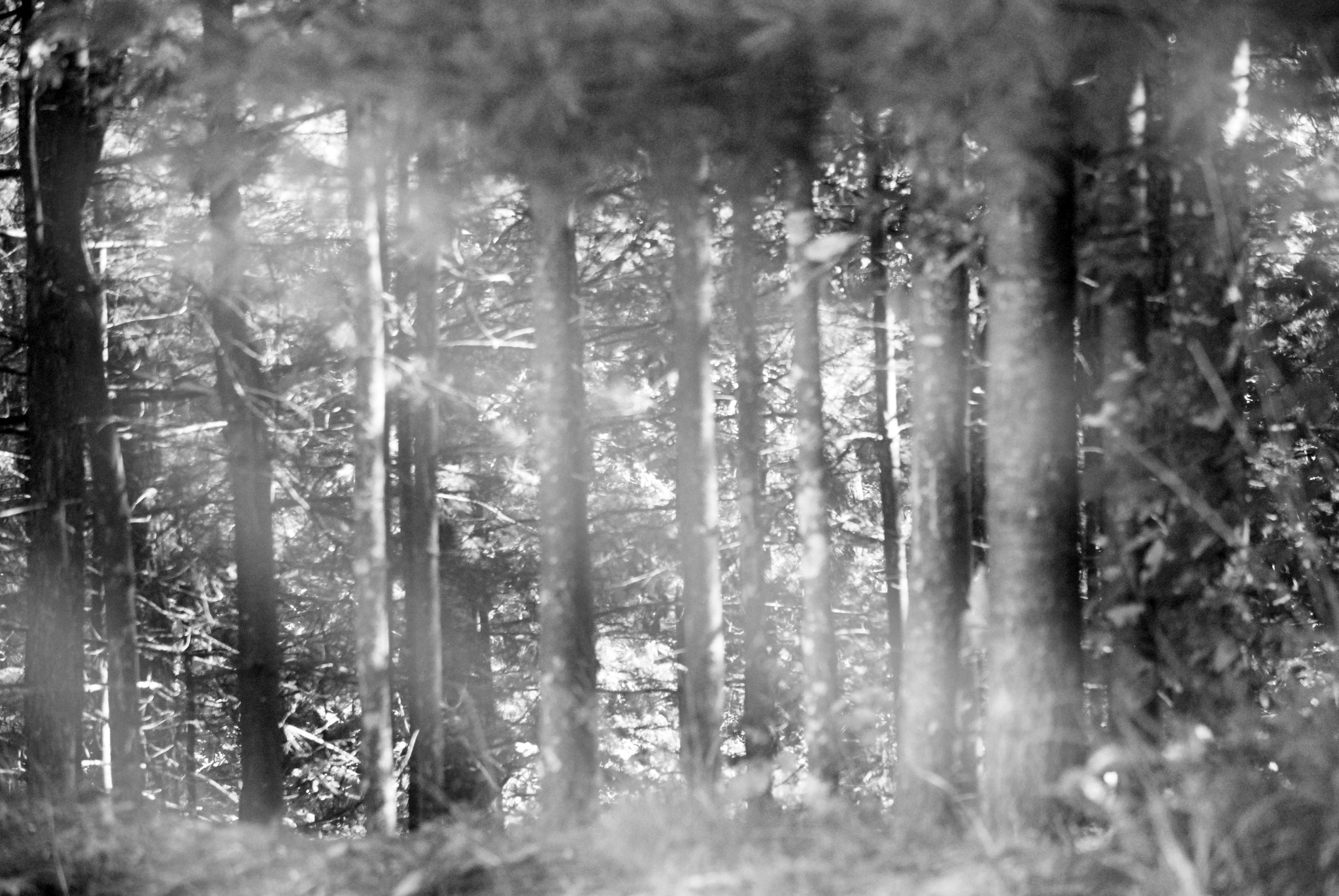 Nikon D60 sample photo. Leave a trait...take a path less travelled.. photography