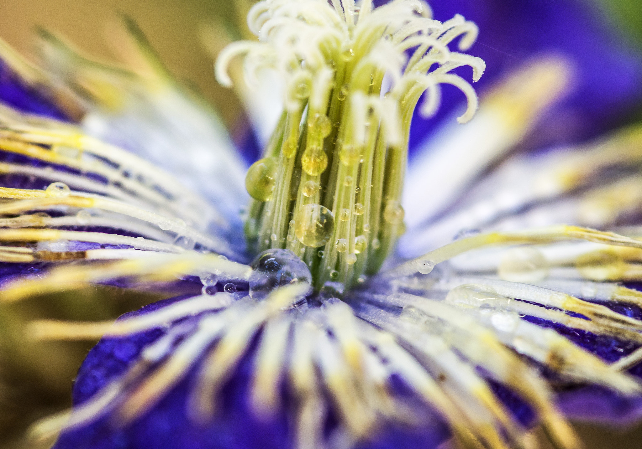 Pentax K-r sample photo. Drops photography