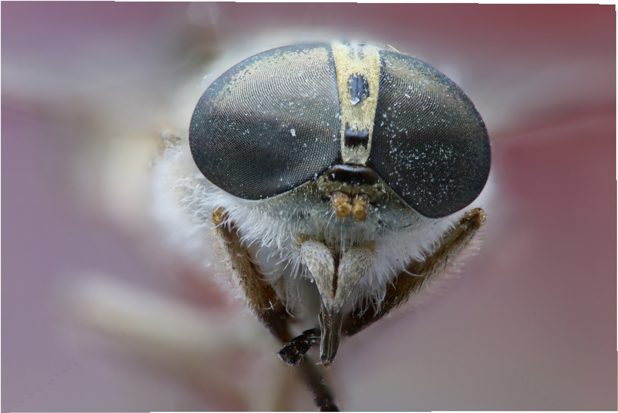 Canon EOS 760D (EOS Rebel T6s / EOS 8000D) + Canon EF 100mm F2.8L Macro IS USM sample photo. Bee photography