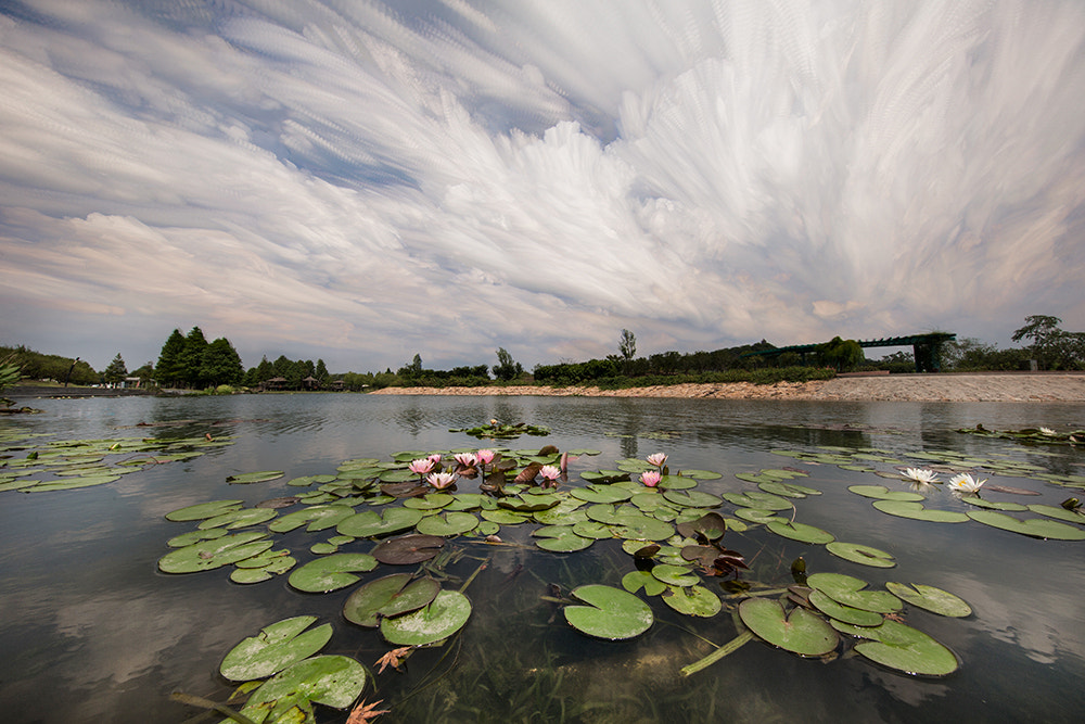Canon EF 11-24mm F4L USM sample photo. The lotus season photography