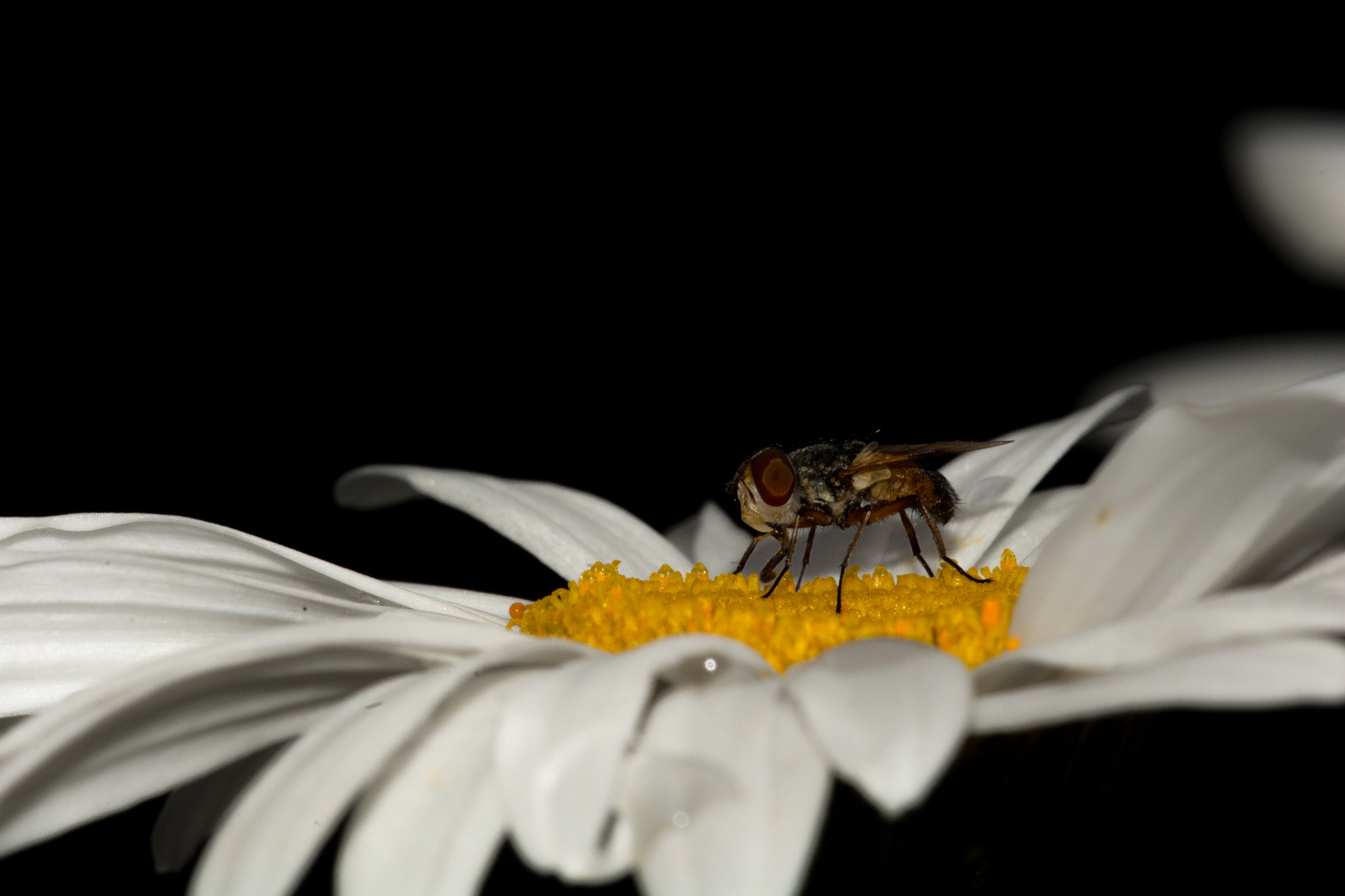 Sigma 150mm F2.8 EX DG Macro HSM sample photo. Mosca photography