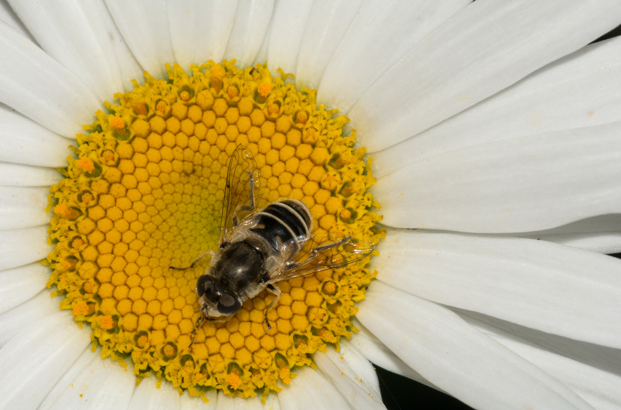 Sigma 150mm F2.8 EX DG Macro HSM sample photo. Adorando al sol photography