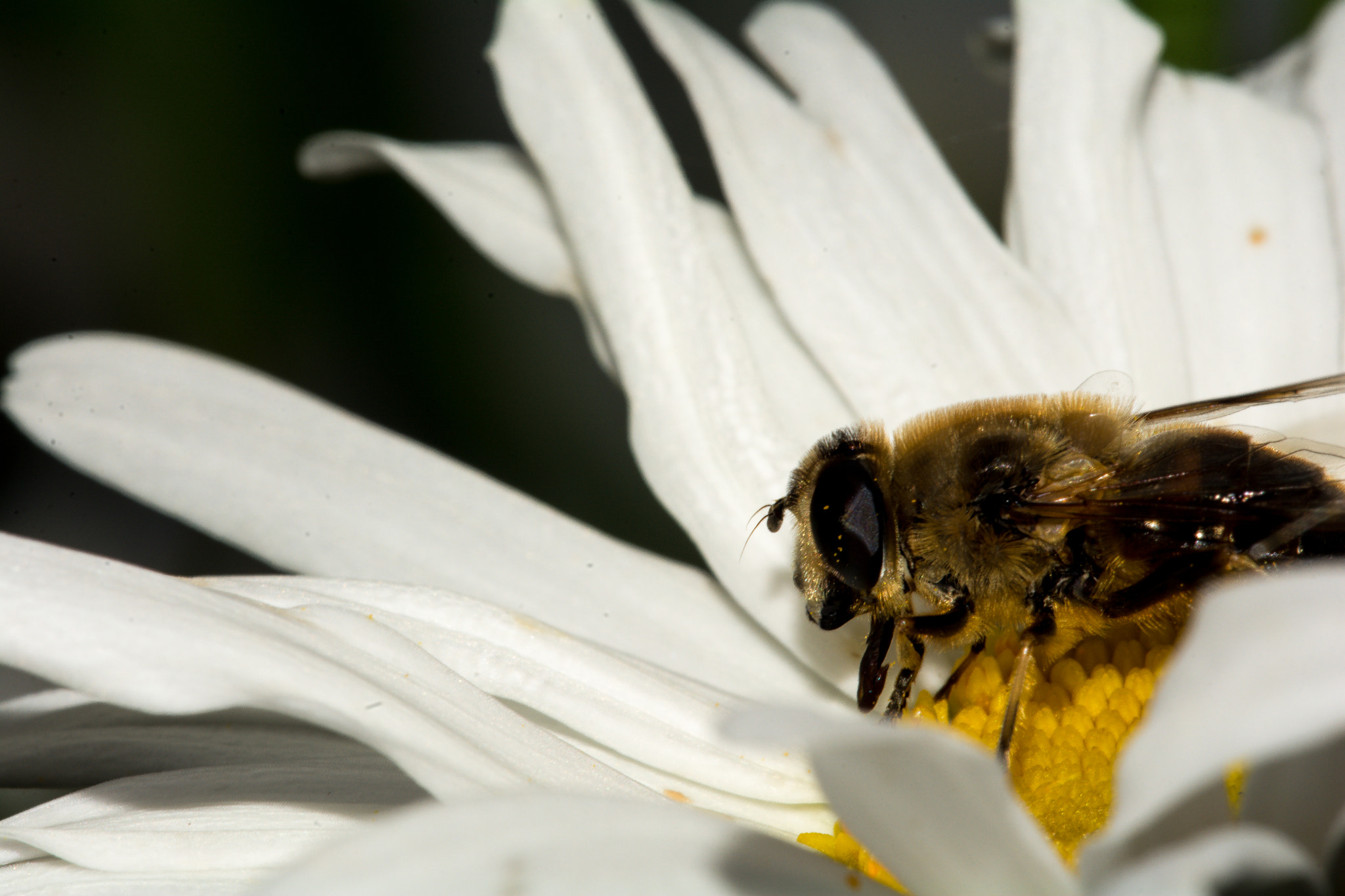 Sigma 150mm F2.8 EX DG Macro HSM sample photo. Almuerzo photography