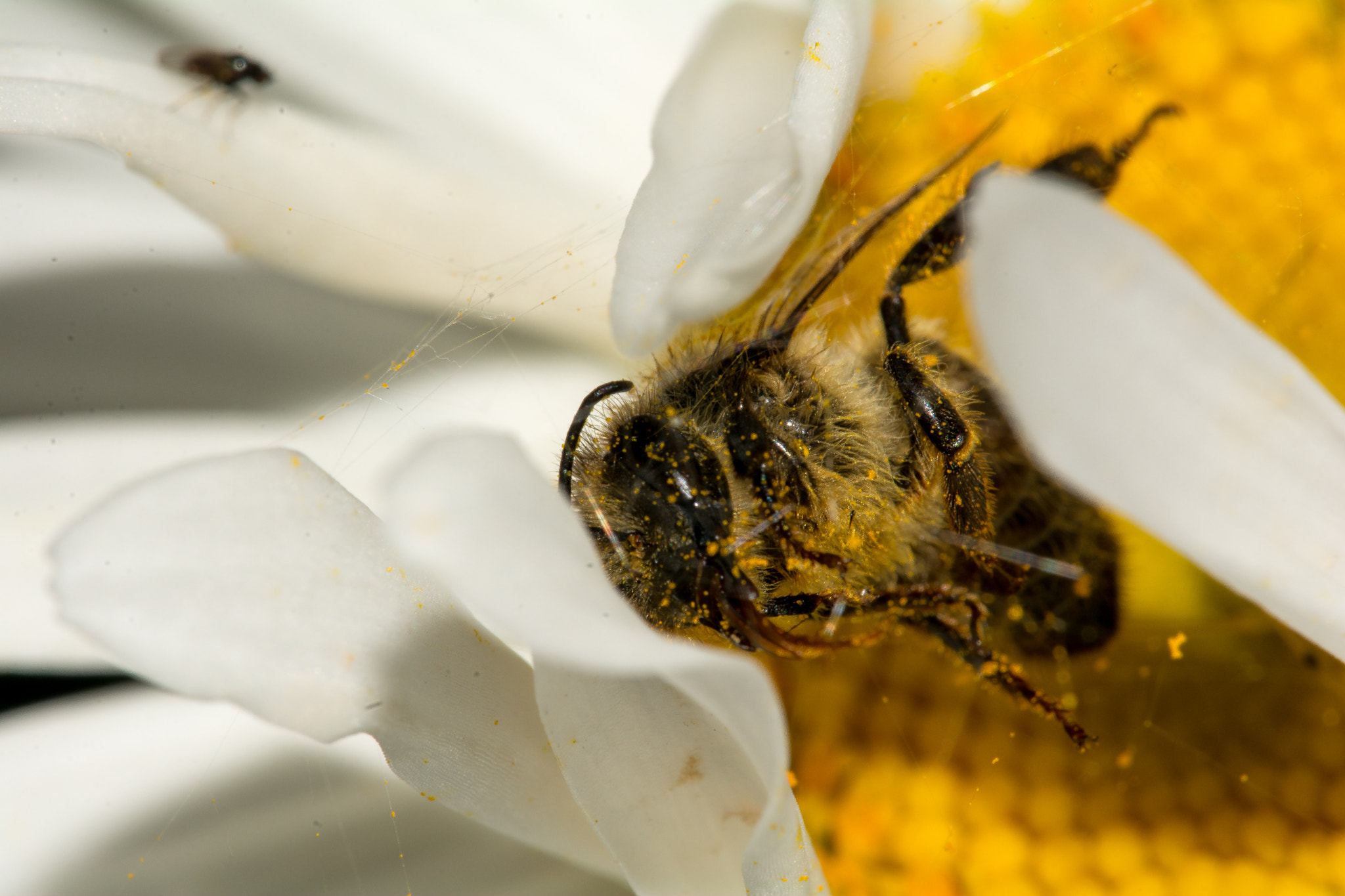 Sigma 150mm F2.8 EX DG Macro HSM sample photo. Atrapada photography