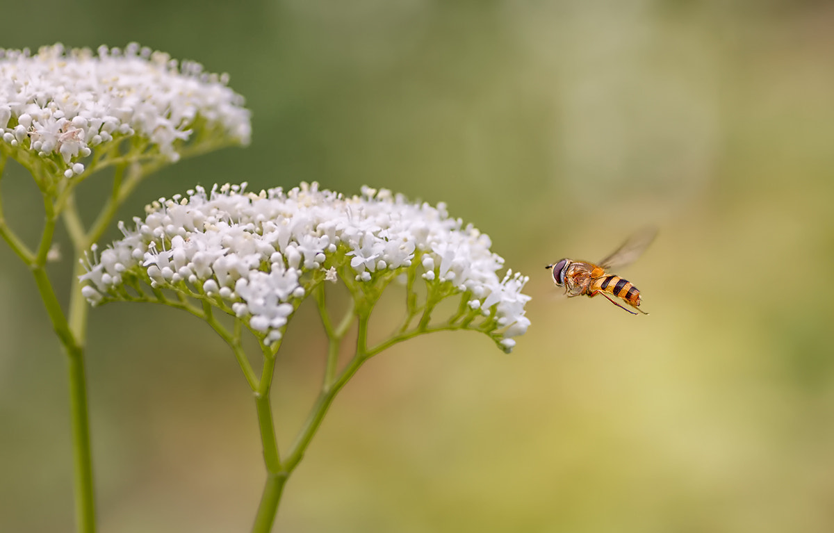 Canon EOS 7D + Tamron SP AF 90mm F2.8 Di Macro sample photo. Hoverfly photography