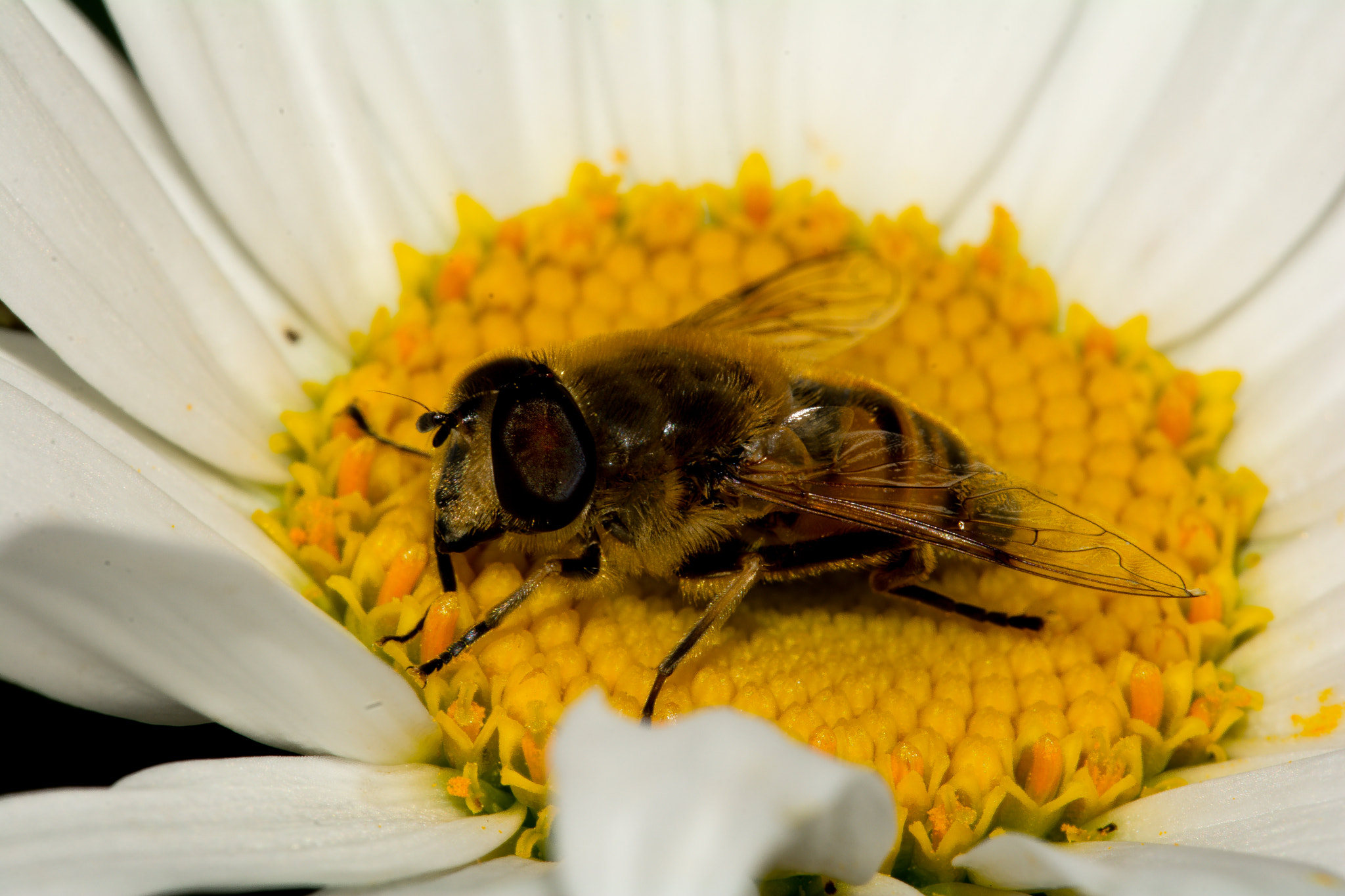 Sigma 150mm F2.8 EX DG Macro HSM sample photo. Abeja photography