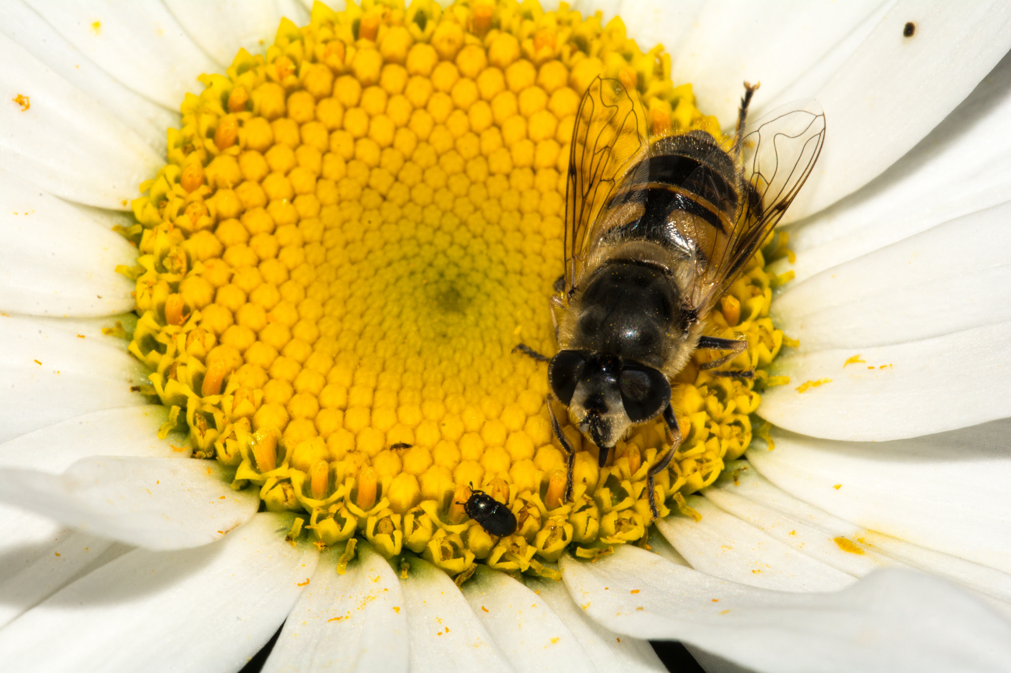 Sigma 150mm F2.8 EX DG Macro HSM sample photo. Duelo al sol photography