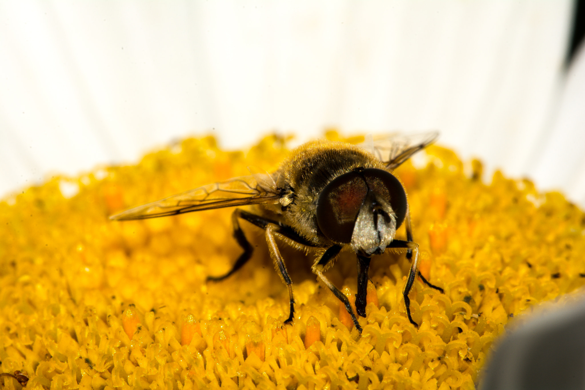 Sigma 150mm F2.8 EX DG Macro HSM sample photo. Ñam Ñam photography