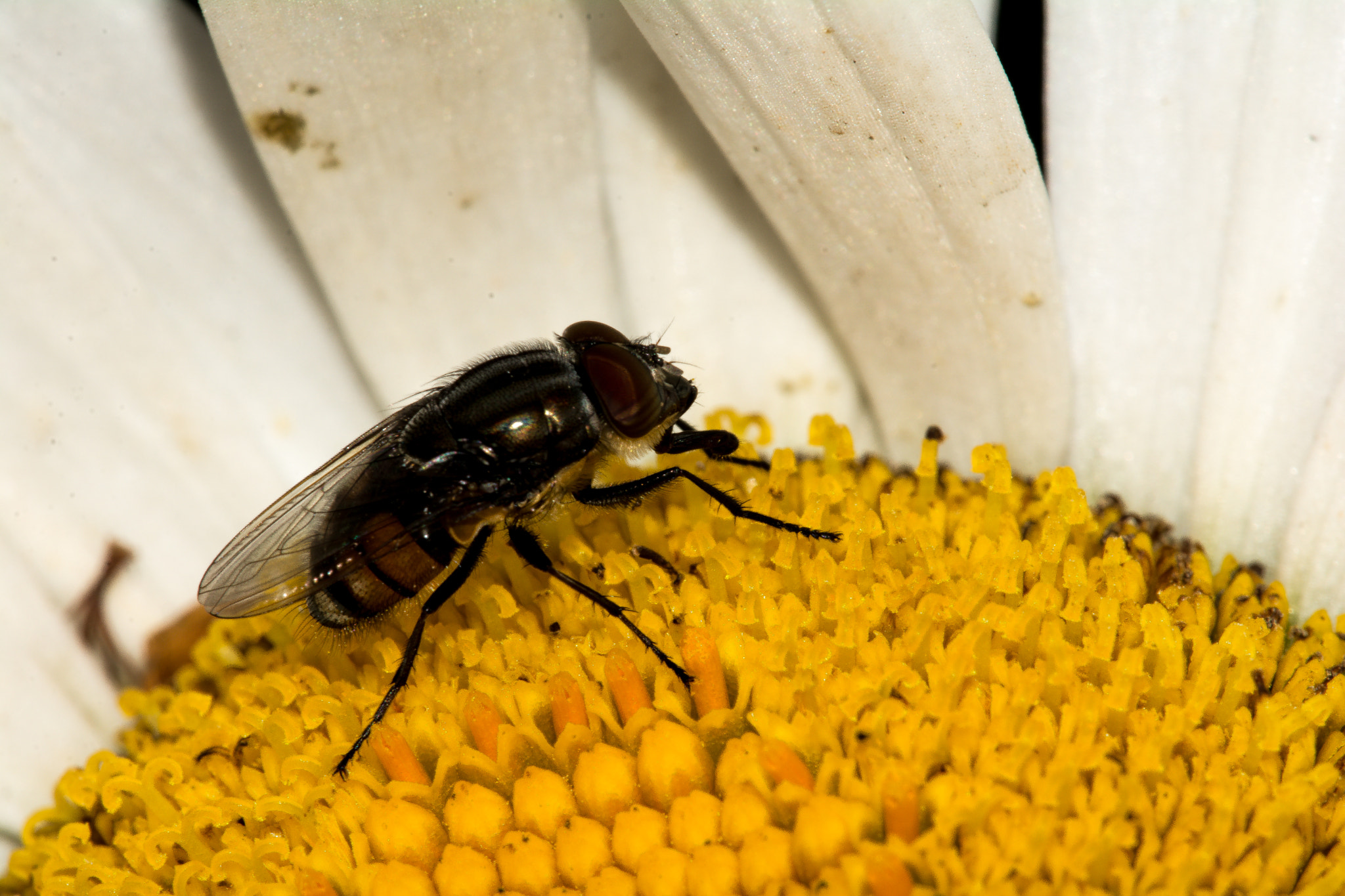 Sigma 150mm F2.8 EX DG Macro HSM sample photo. Mosca photography