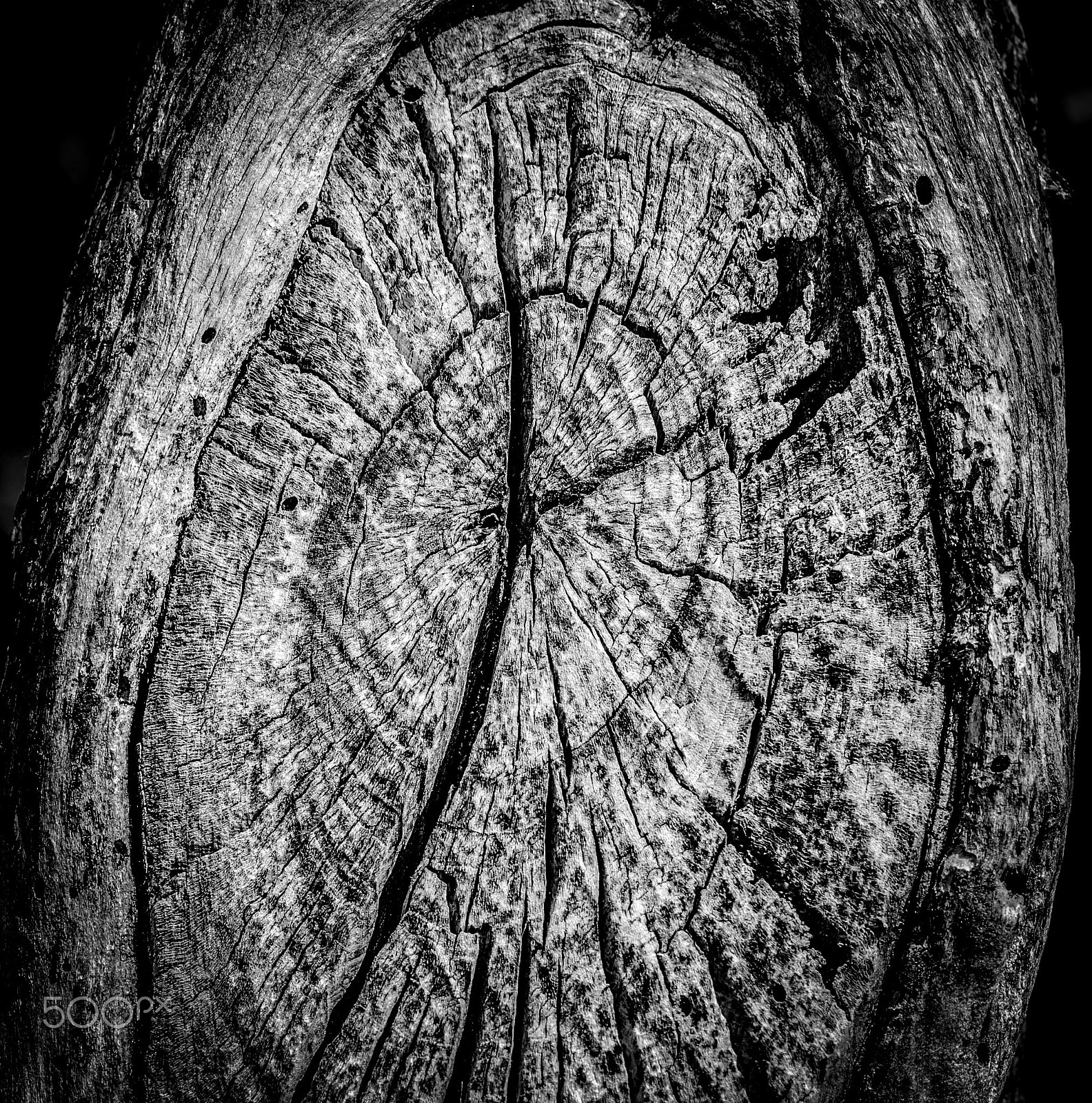 Tokina AT-X Pro 100mm F2.8 Macro sample photo. Wormwood photography