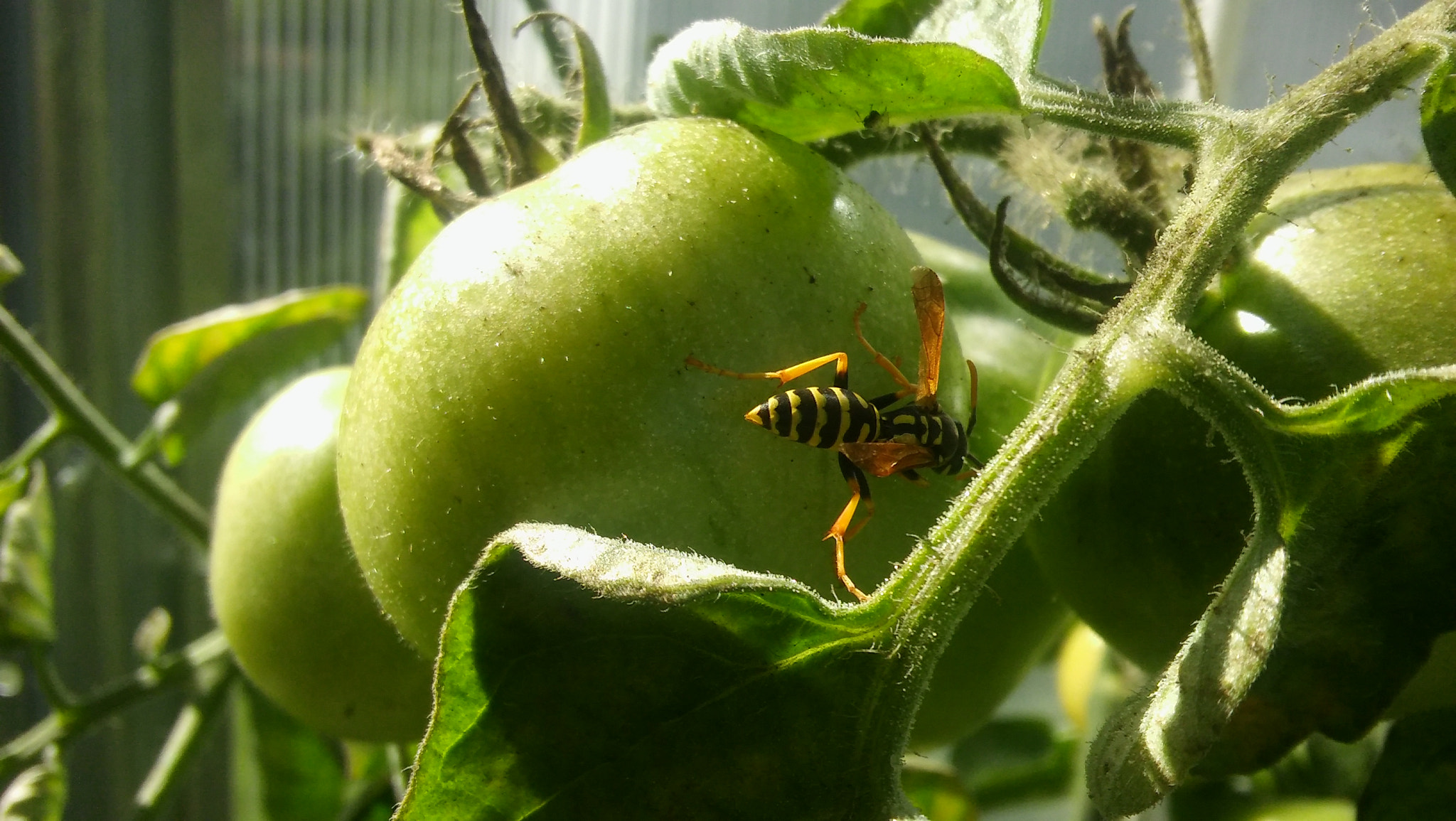 LG SPIRIT 4G LTE sample photo. Wasp photography
