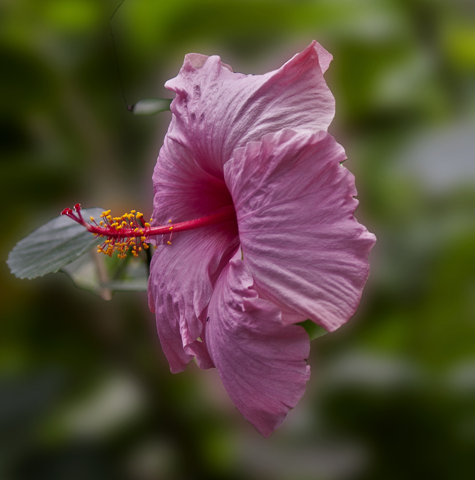 Canon EF-S 55-250mm F4-5.6 IS sample photo. 2016-08-03 13.40.41-1.jpg photography