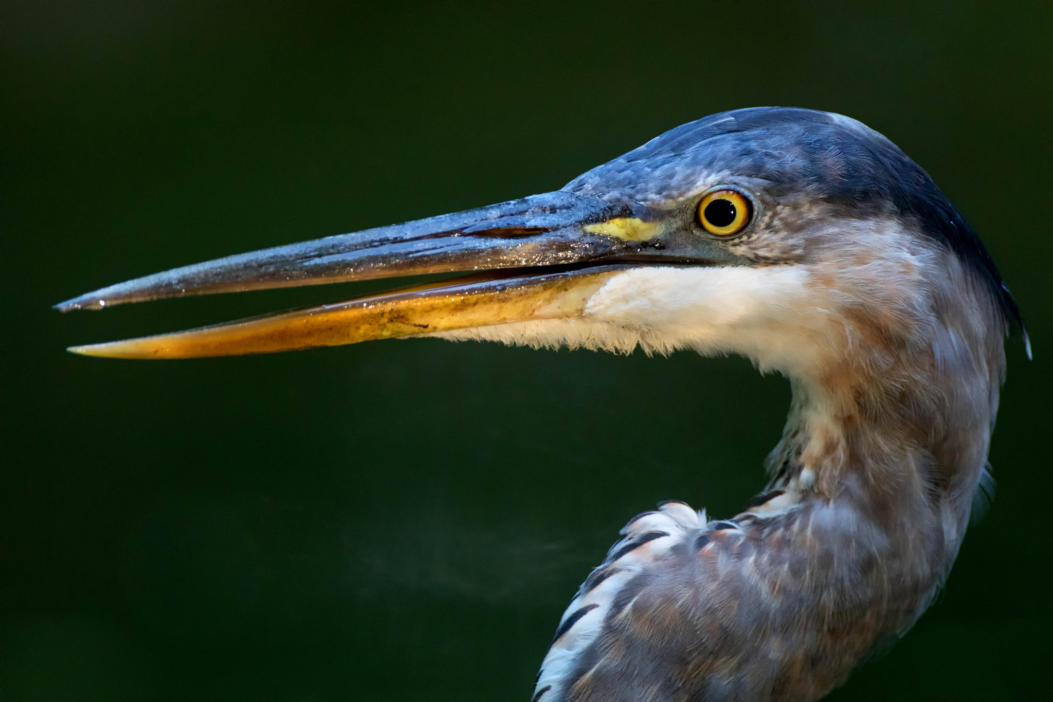 Canon EF 500mm F4L IS USM sample photo. Heron color portrait photography