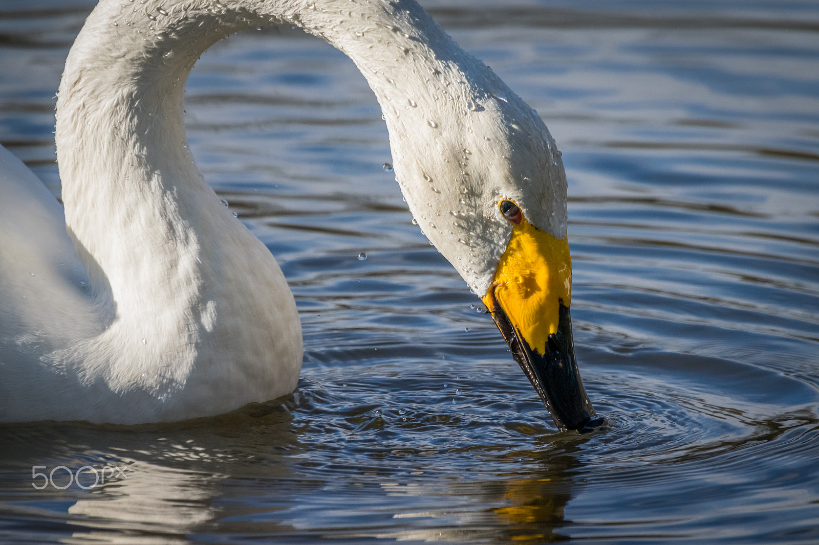 Nikon D5300 sample photo. Wild swan photography