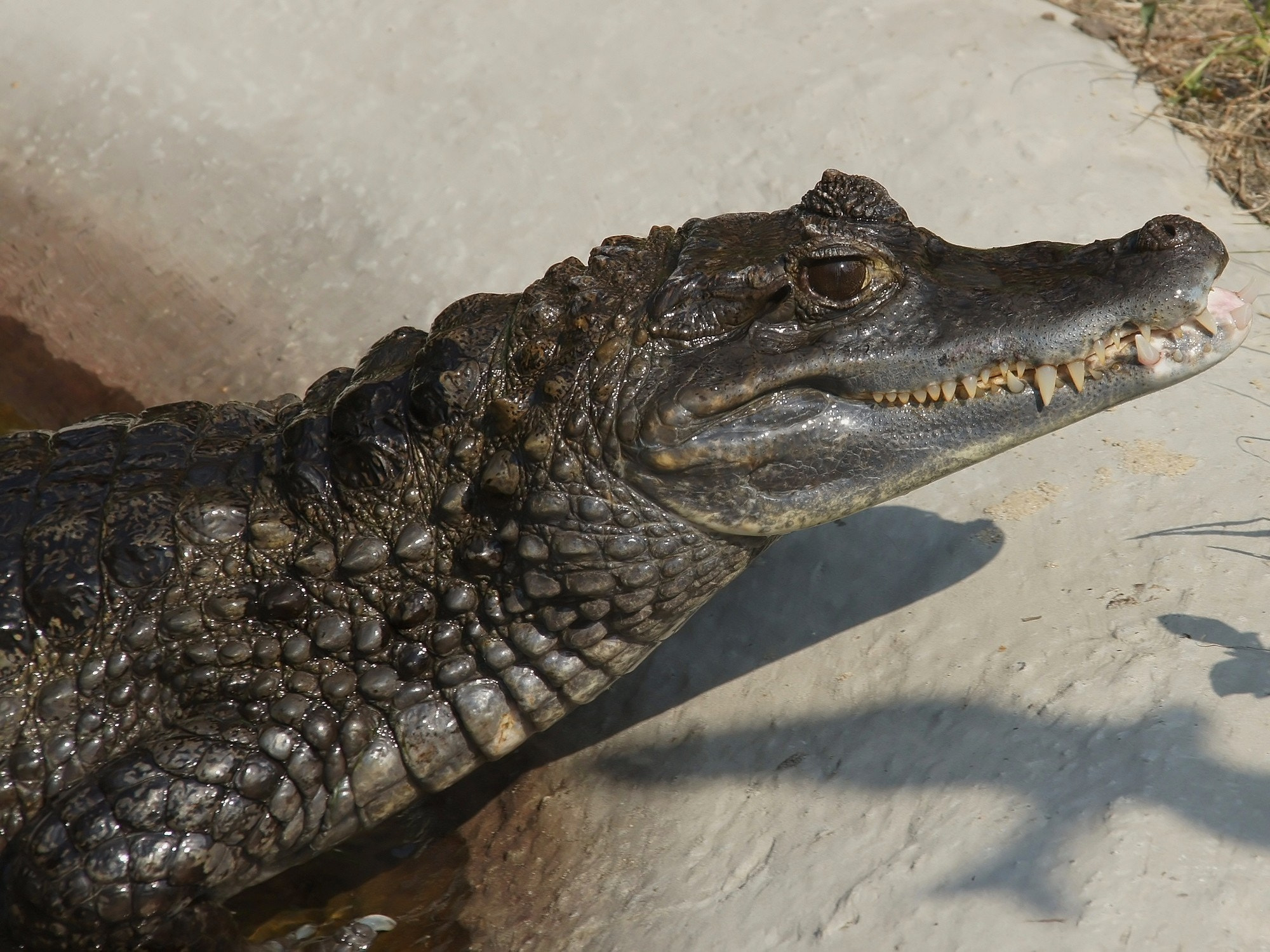 Sony Alpha DSLR-A450 + Sigma 18-200mm F3.5-6.3 DC sample photo. Spectacled caiman. photography