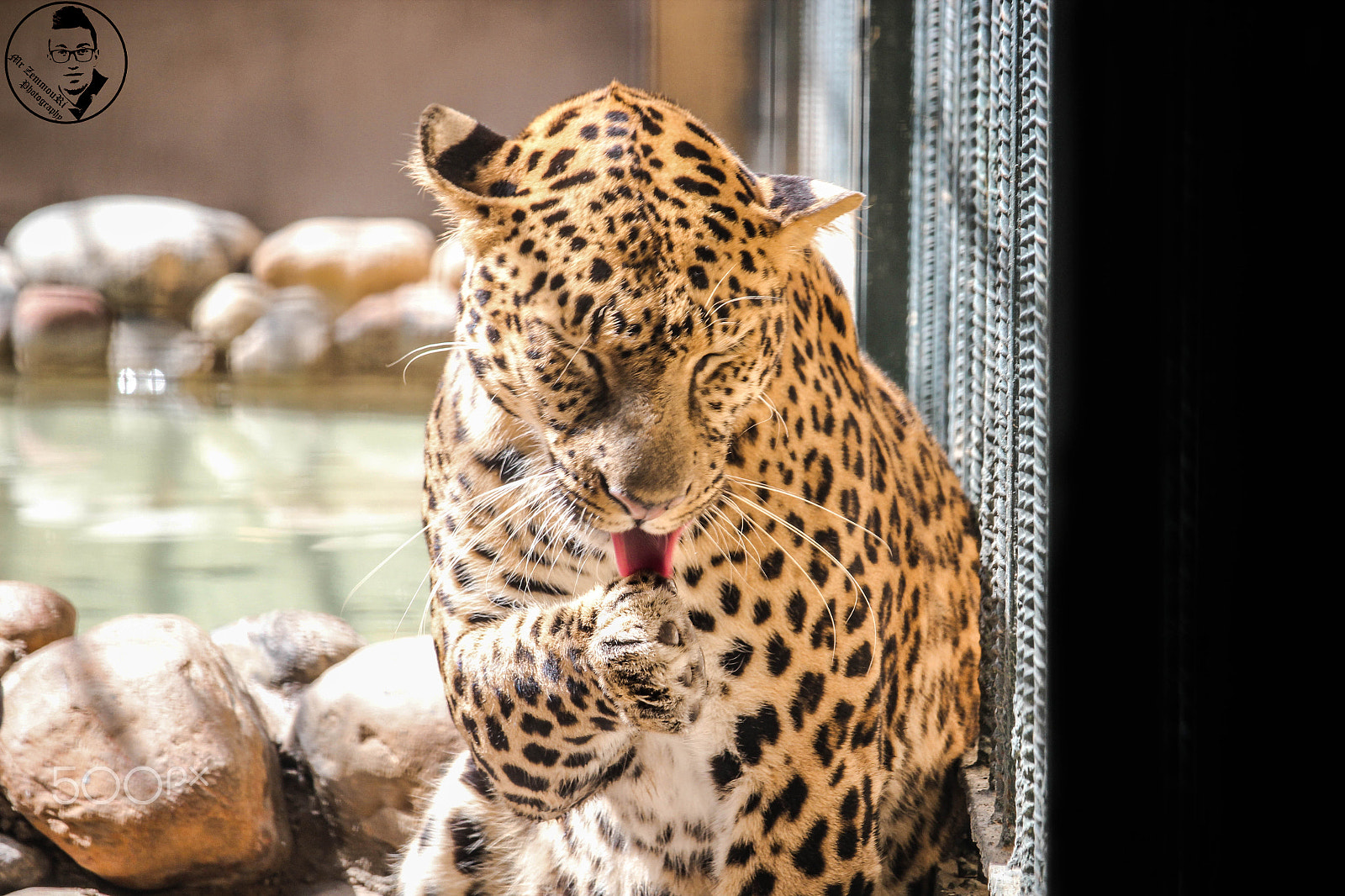 Canon EF-S 55-250mm F4-5.6 IS STM sample photo. Tiger photography