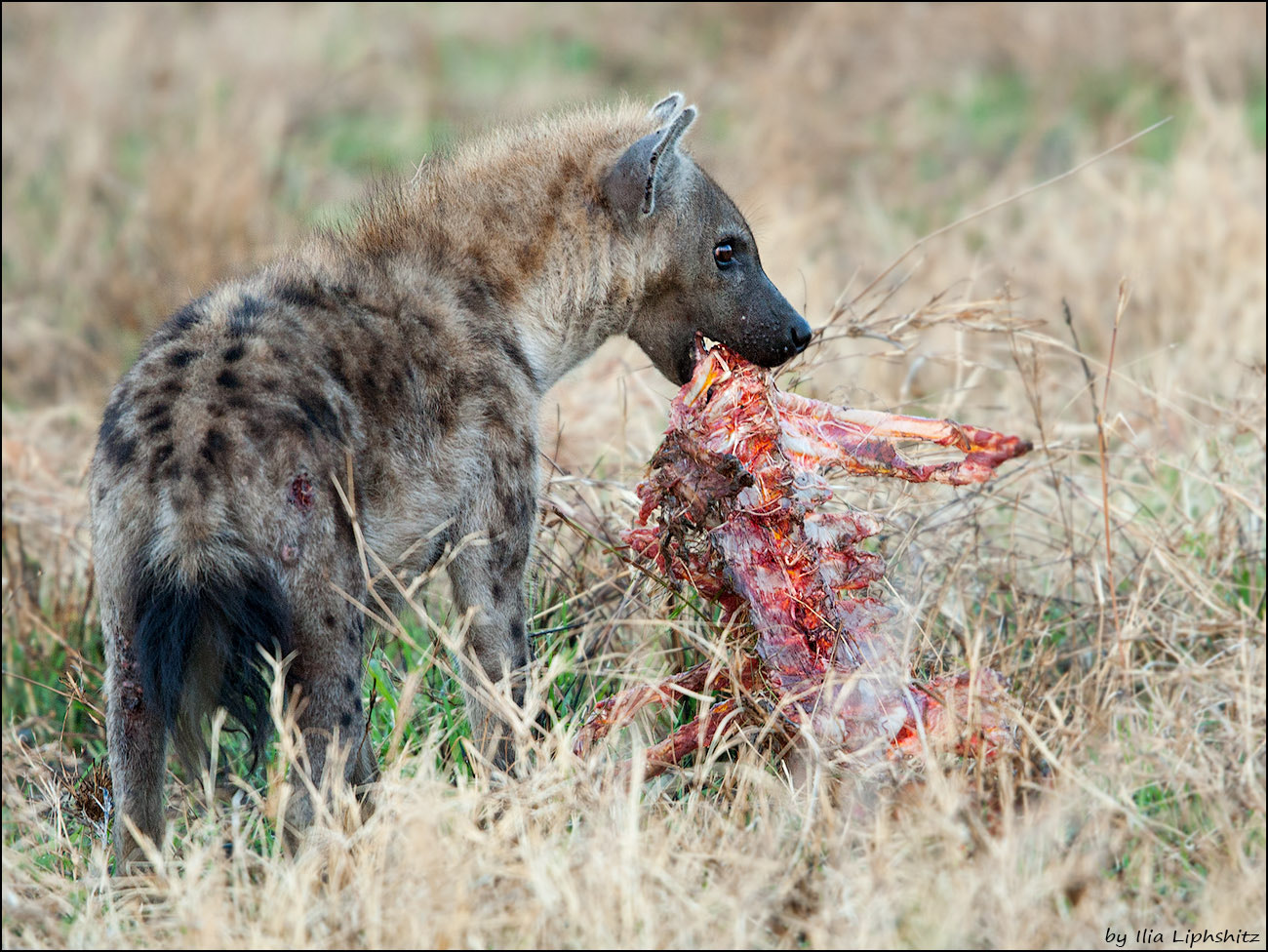 Canon EOS-1D Mark III + Canon EF 300mm F2.8L IS USM sample photo. Hyenas of serengeti №7 photography