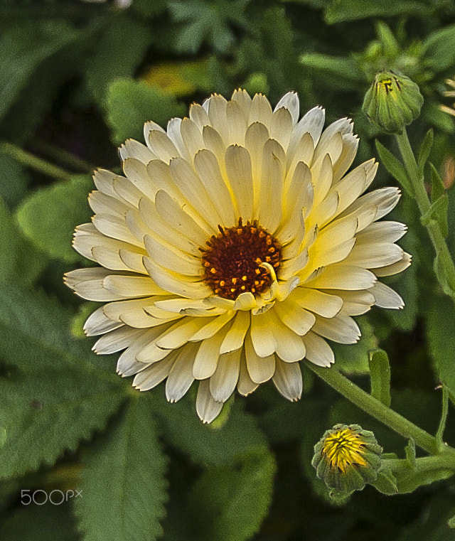 Sigma 17-35mm f/2.8-4 EX DG Aspherical HSM sample photo. Img photography