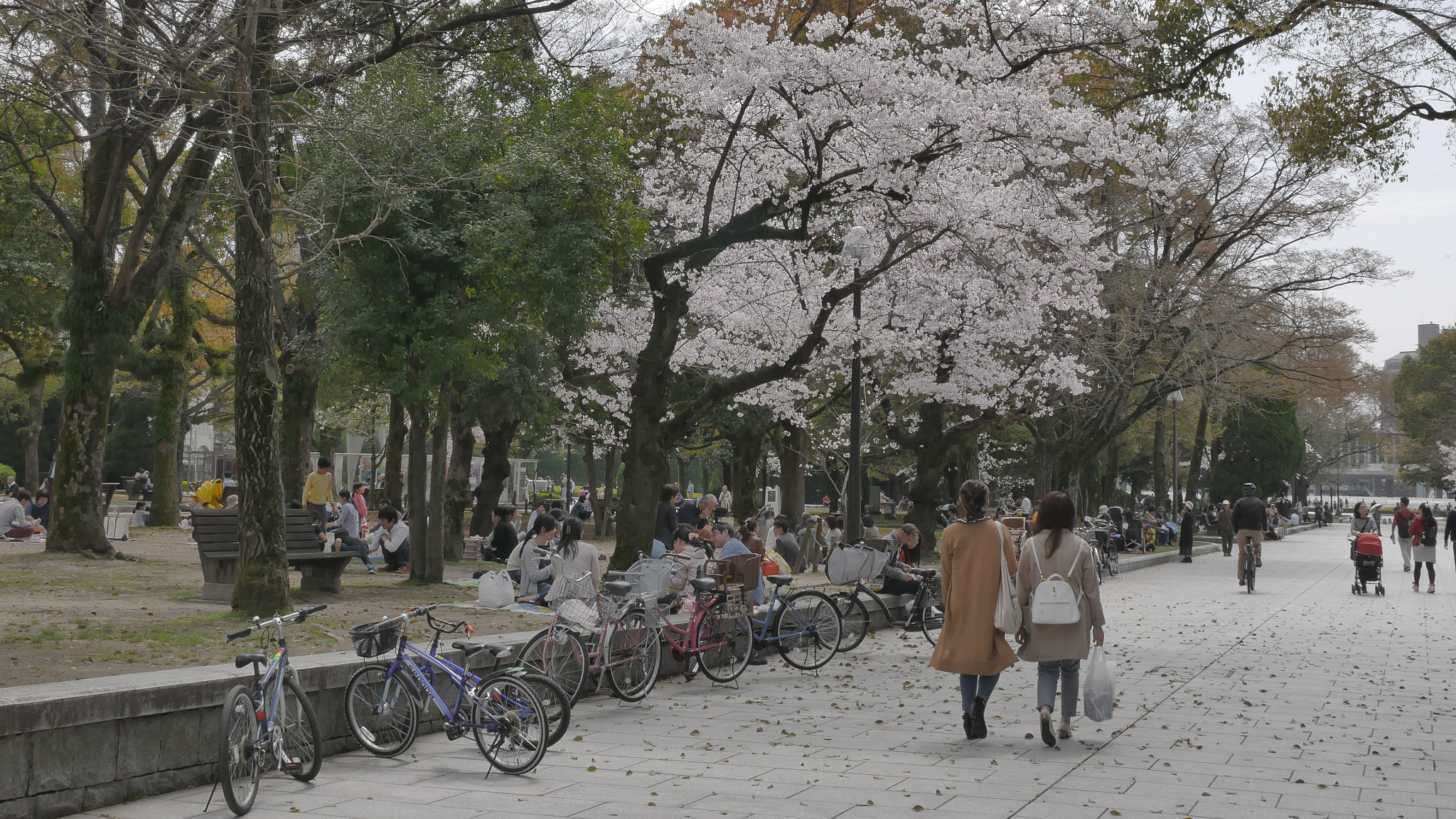 Panasonic Lumix DMC-G7 sample photo. Spring in hiroshima photography