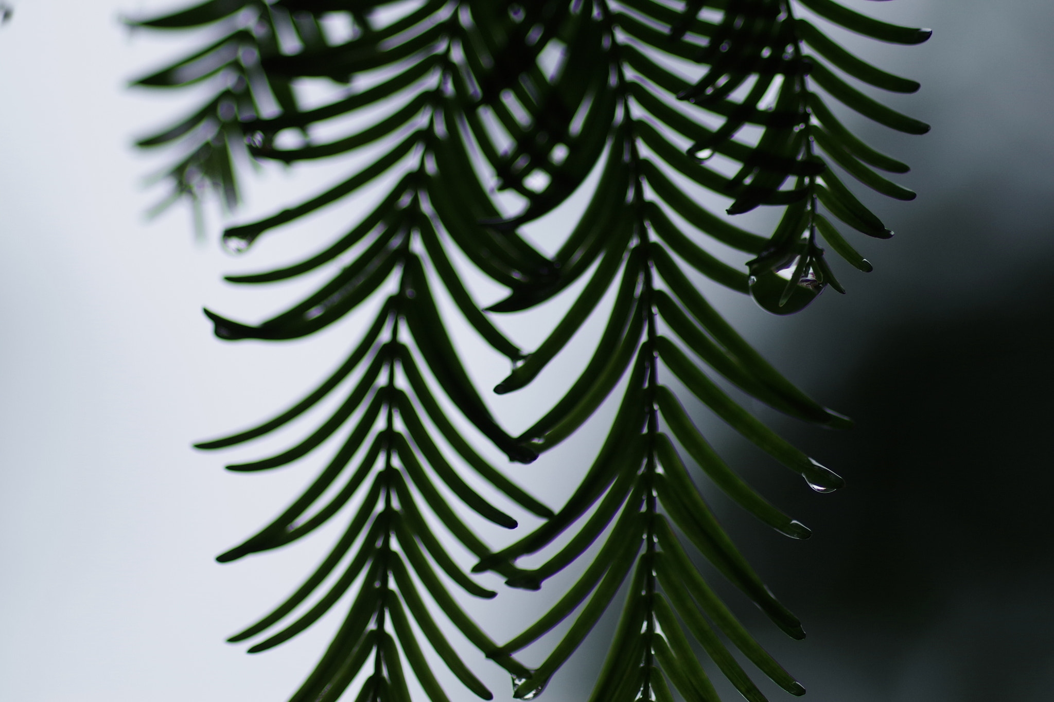 Pentax smc D-FA 100mm F2.8 Macro WR sample photo. Leaf : dawn redwood photography