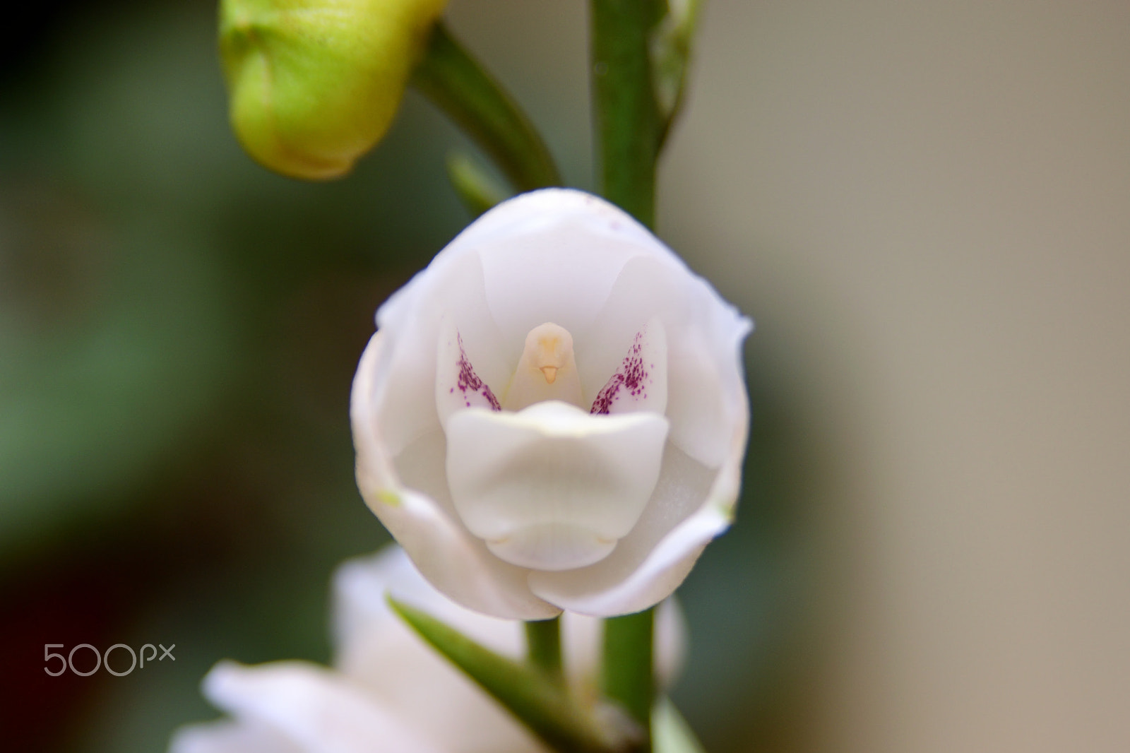 AF Zoom-Nikkor 28-105mm f/3.5-4.5D IF sample photo. The dove orchid photography