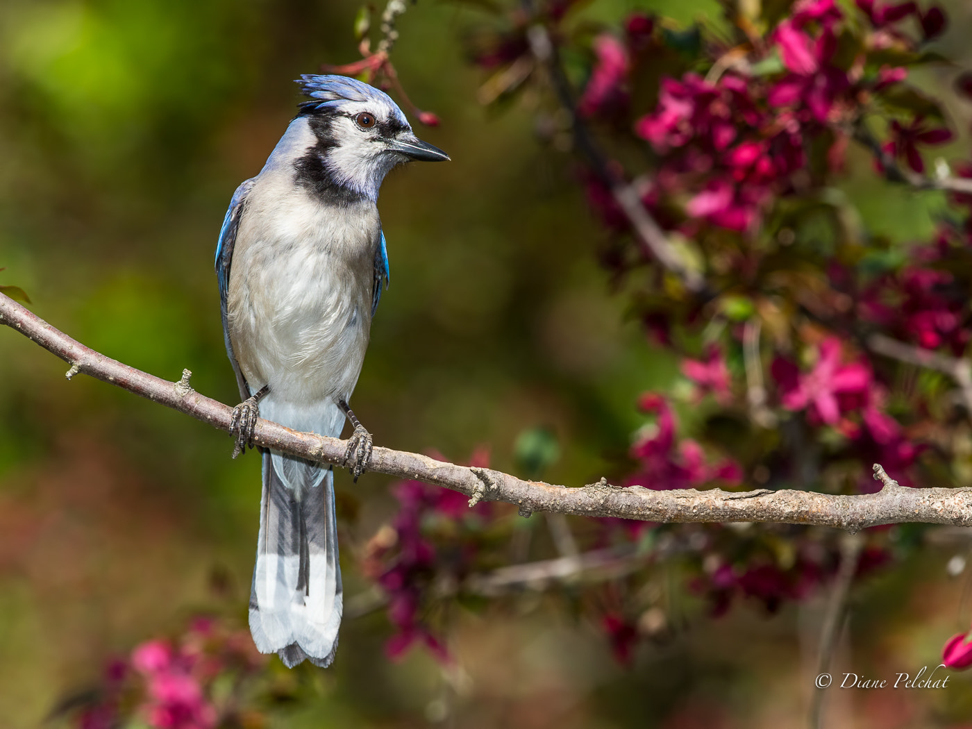 Canon EOS 7D Mark II + Canon EF 300mm F2.8L IS II USM sample photo. Curious jay blue photography