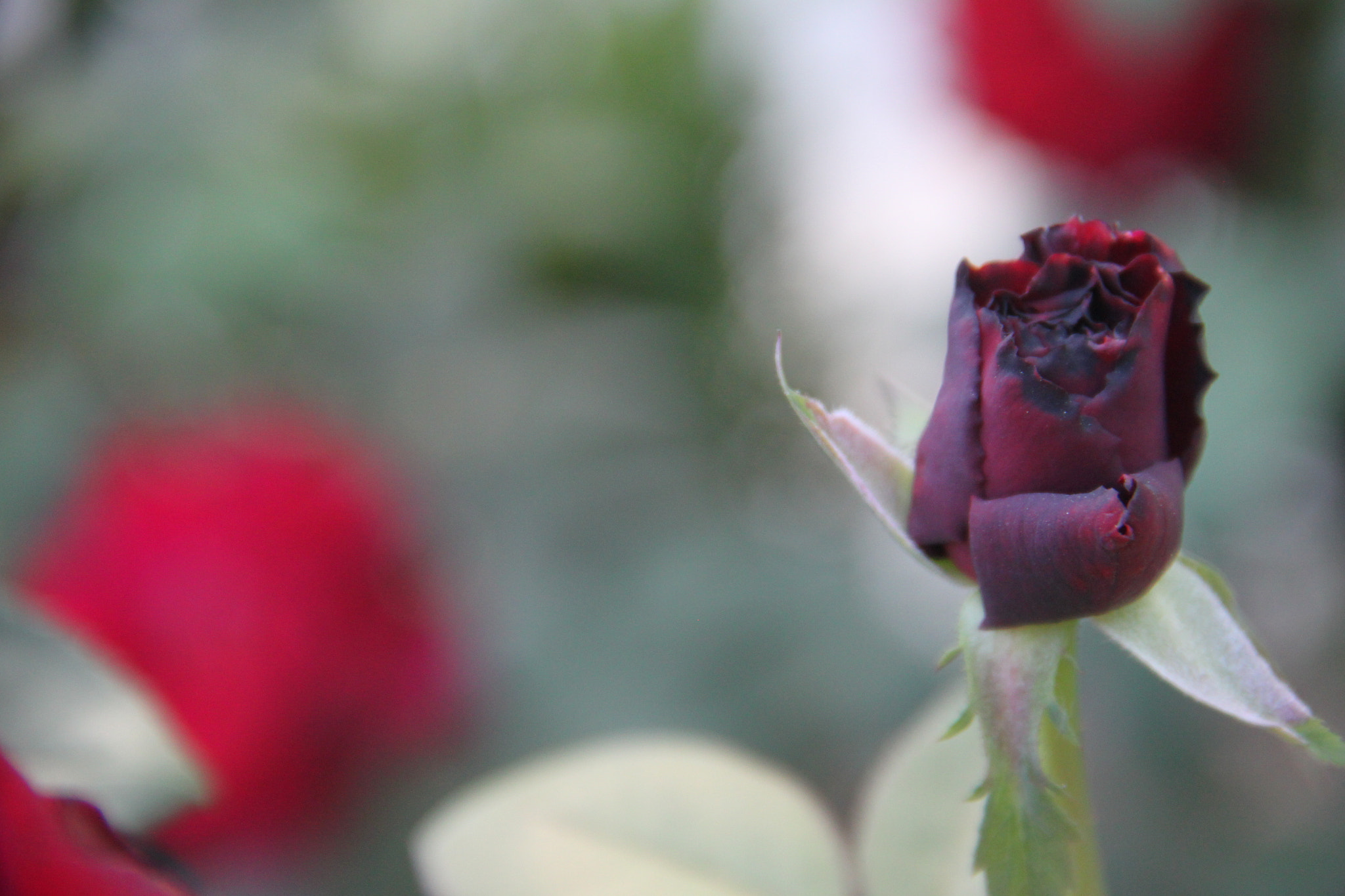Canon EOS 500D (EOS Rebel T1i / EOS Kiss X3) sample photo. Black rose photography