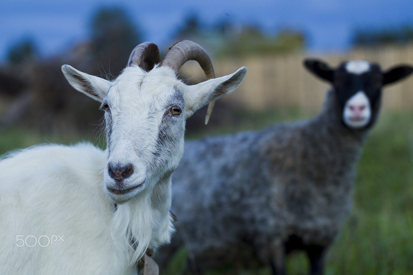 Canon EOS-1D Mark IV + Canon EF 100mm F2.8L Macro IS USM sample photo. White and gray goat sheep photography