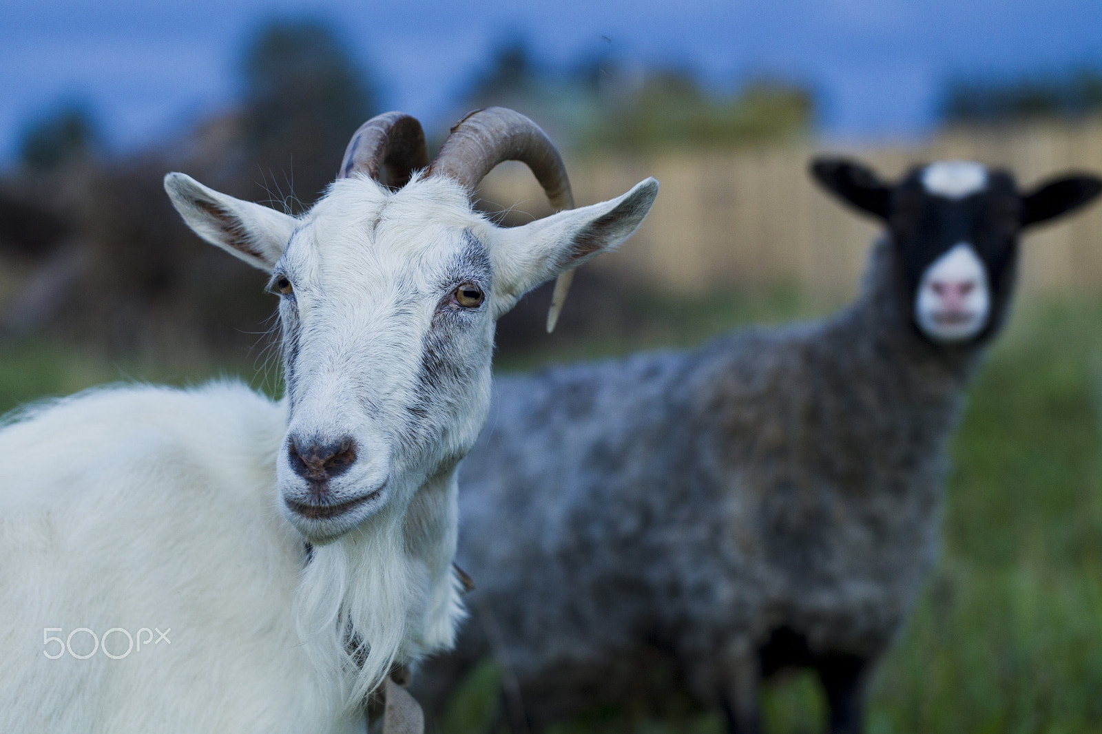 Canon EF 100mm F2.8L Macro IS USM sample photo. White and gray goat sheep photography