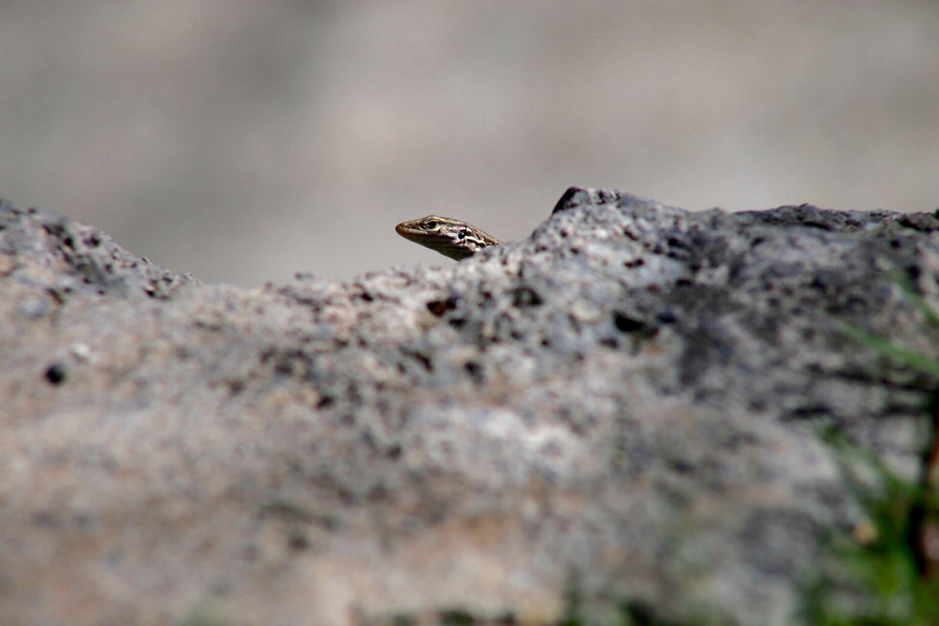 Canon EF75-300mm f/4-5.6 sample photo. The lizard photography