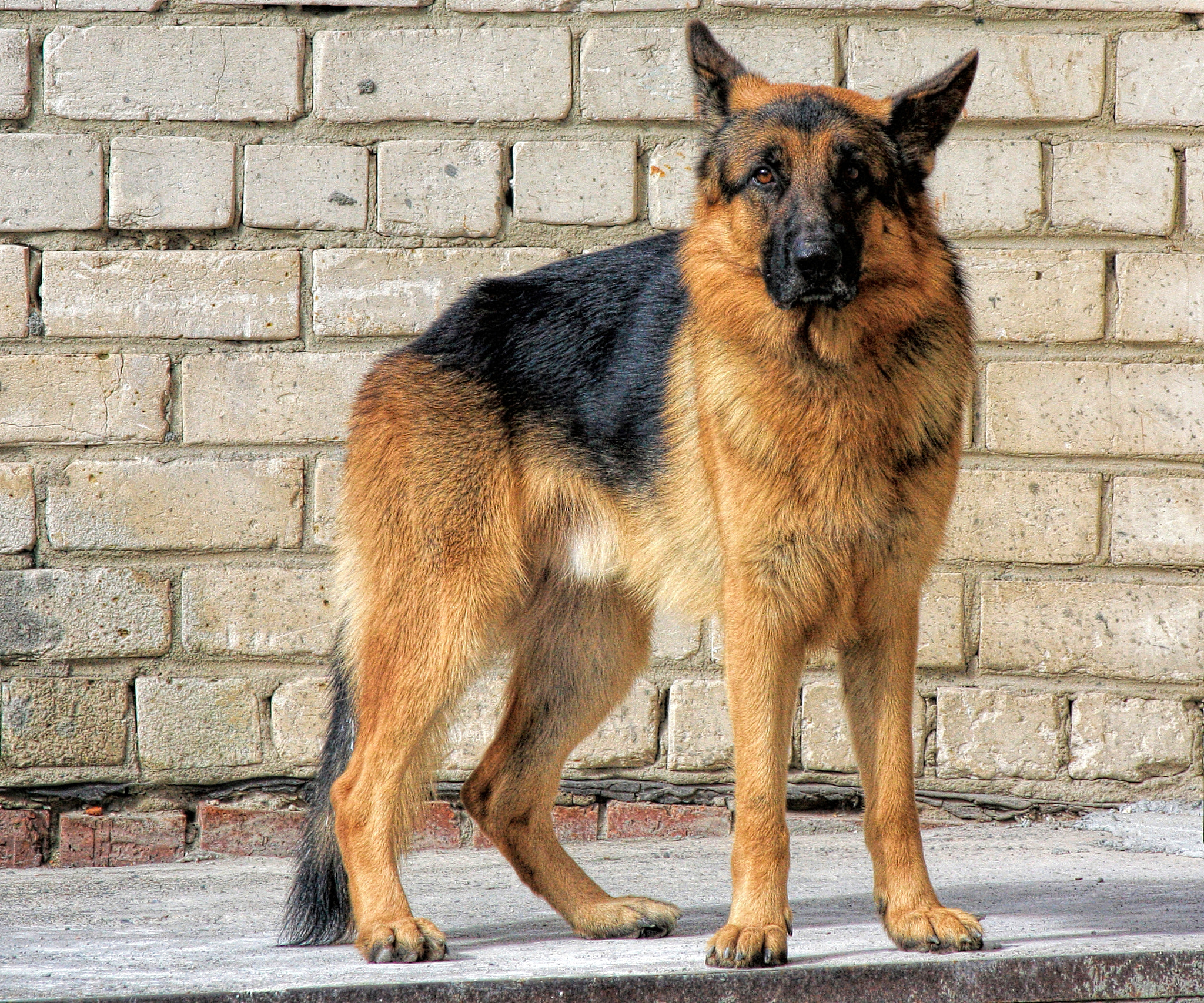 Canon EOS 450D (EOS Rebel XSi / EOS Kiss X2) sample photo. Sheepdog photography