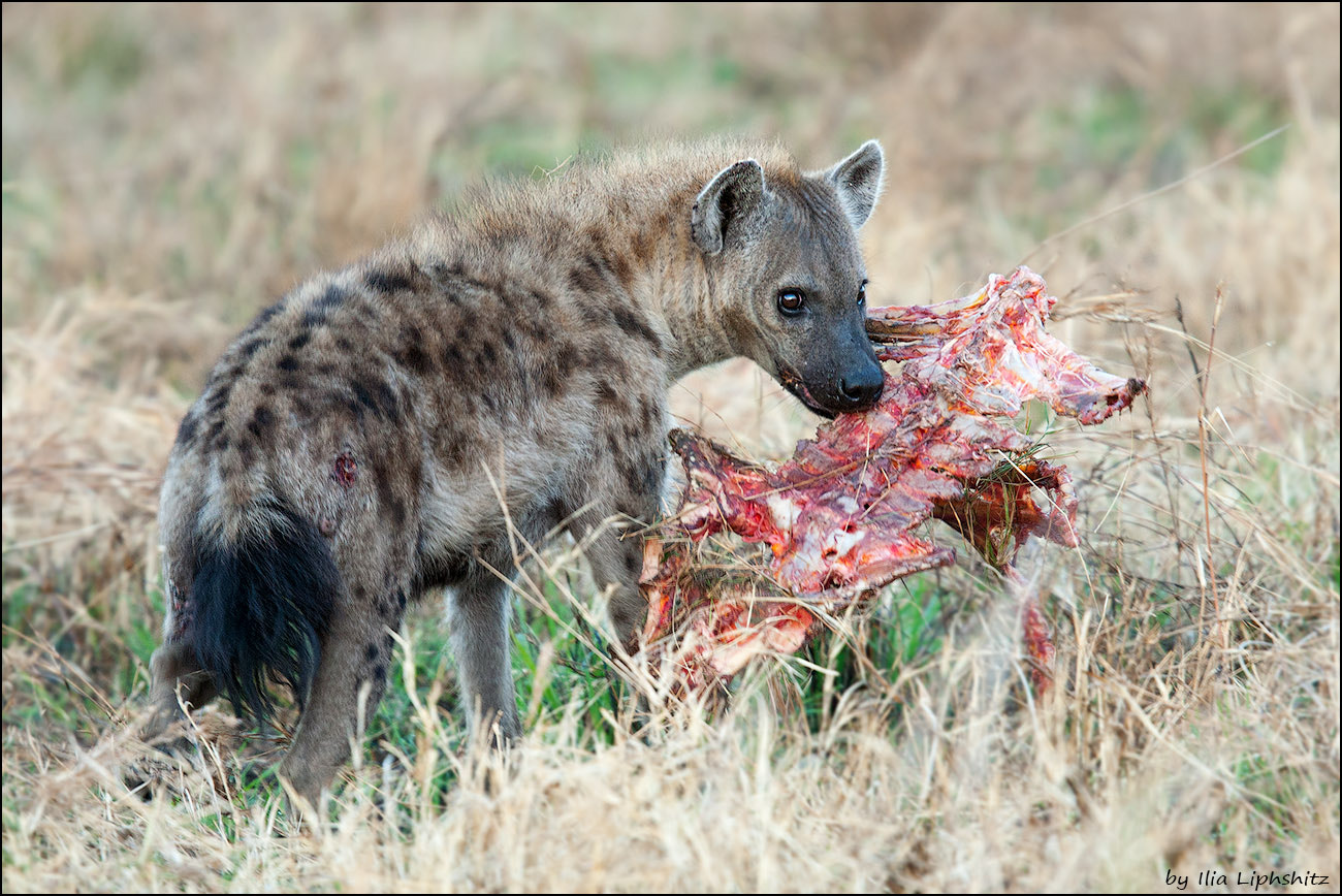 Canon EOS-1D Mark III + Canon EF 300mm F2.8L IS USM sample photo. Hyenas of serengeti №8 photography