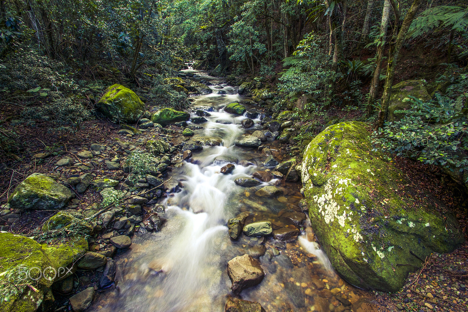 Sigma 10-20mm F3.5 EX DC HSM sample photo. The stream / minnamurra rainforest, nsw, oz photography