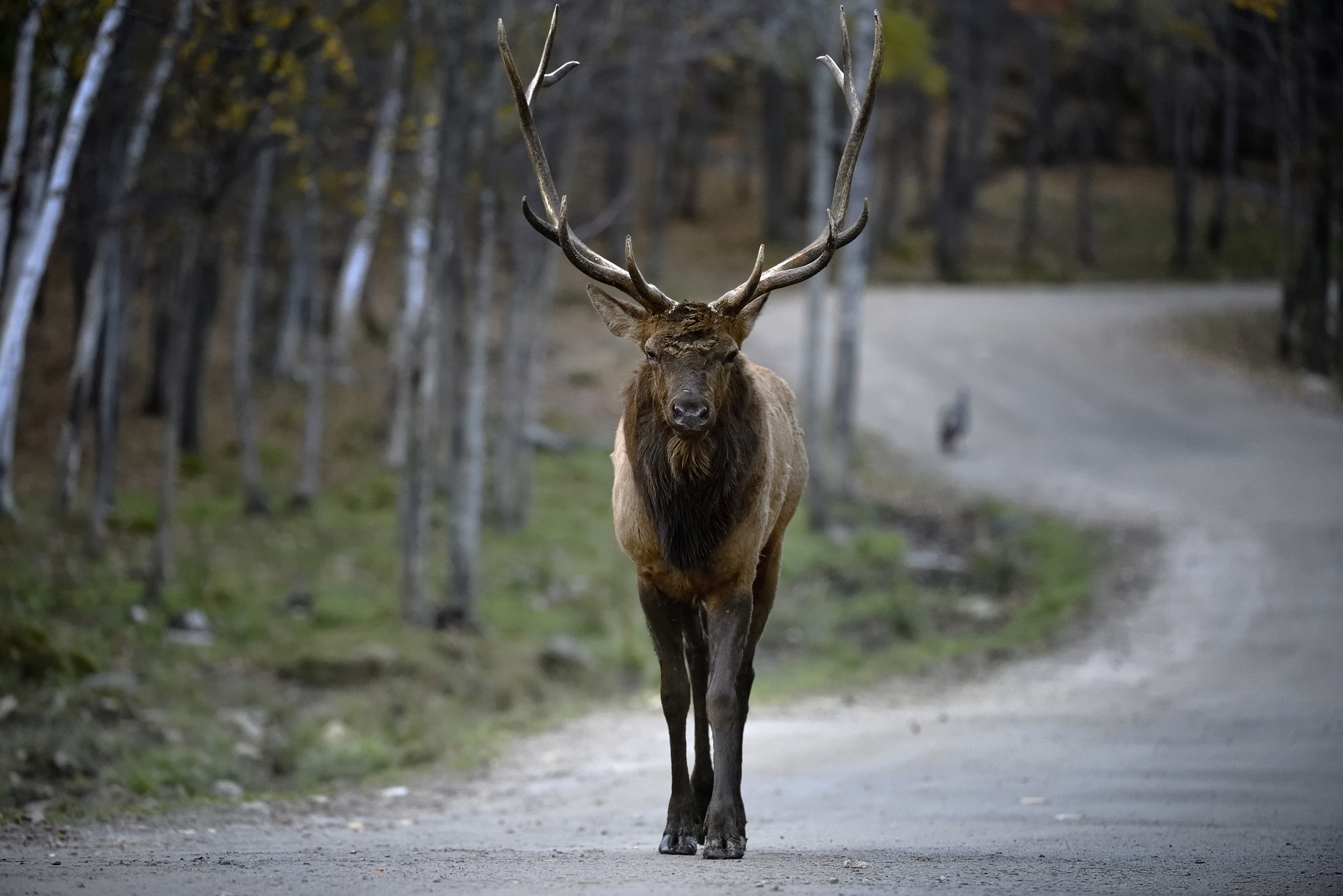 Nikon AF-S Nikkor 200-400mm F4G ED-IF VR sample photo. Wapiti photography