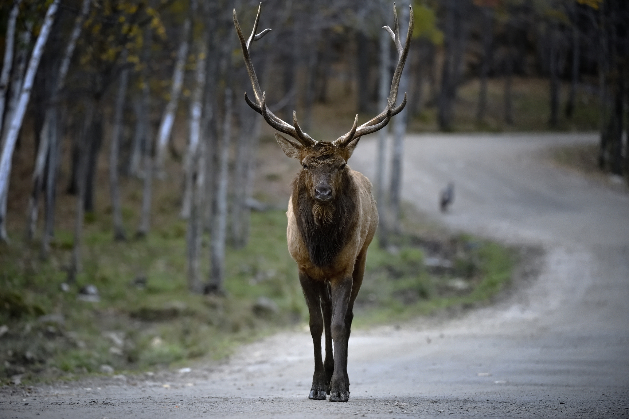 Nikon D810 + Nikon AF-S Nikkor 200-400mm F4G ED-IF VR sample photo. Wapiti photography