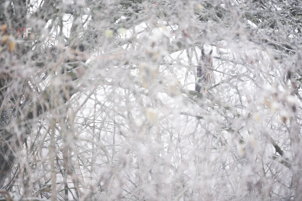 Nikon D810 + Nikon AF-S Nikkor 400mm F2.8G ED VR II sample photo. Snow flurry photography