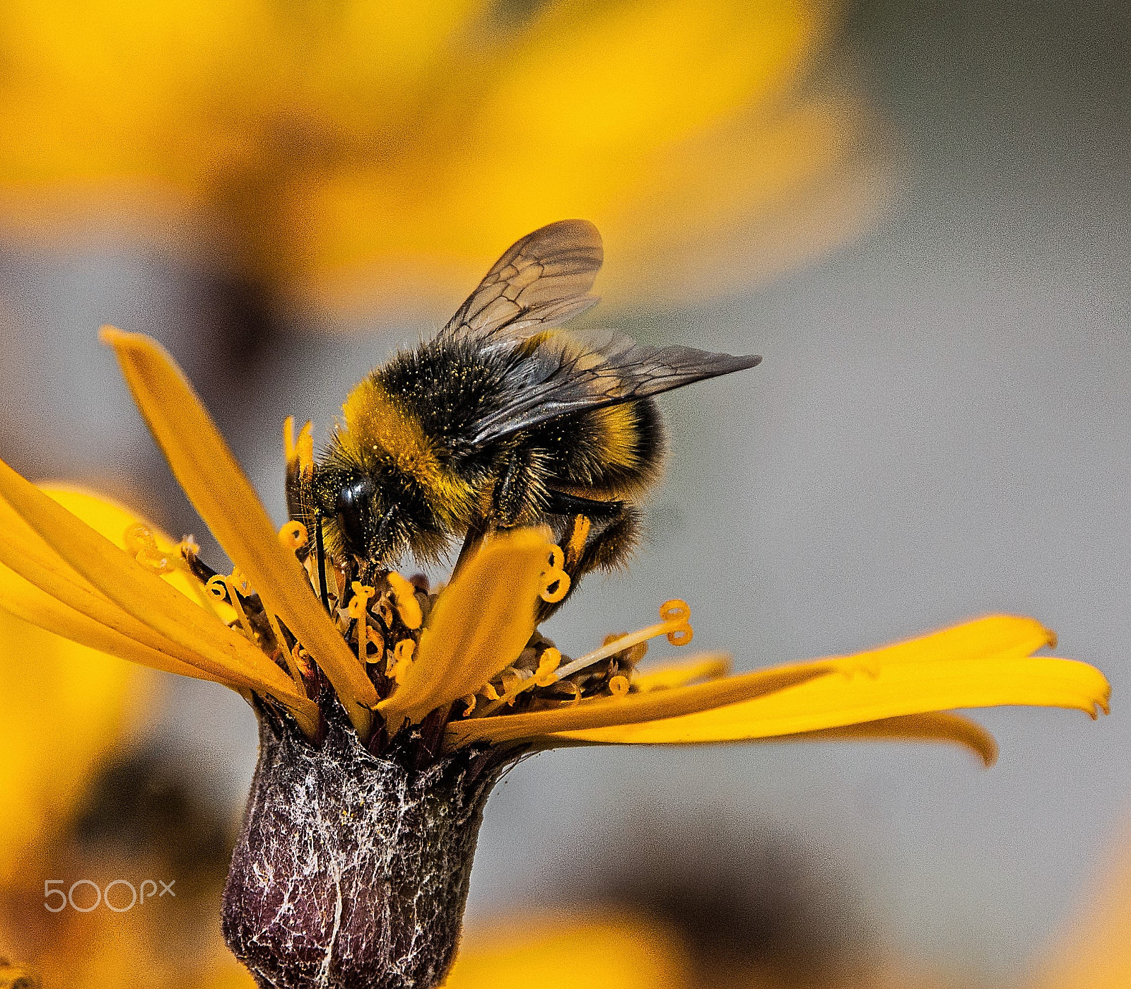 Sigma 18-250mm F3.5-6.3 DC OS HSM sample photo. Img photography