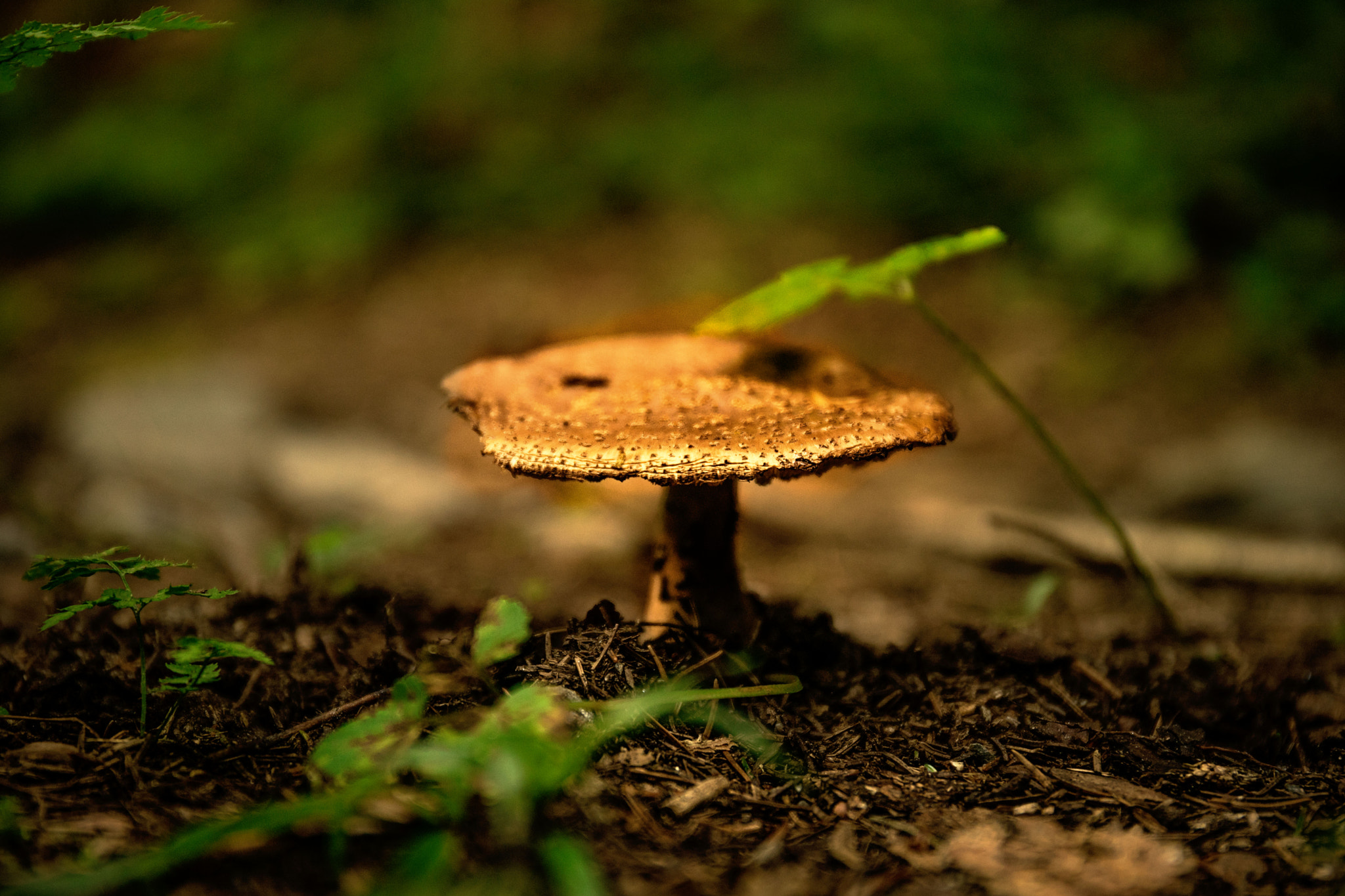 Sony a7 II + Canon EF 24-70mm F4L IS USM sample photo. In the middle of the forest photography