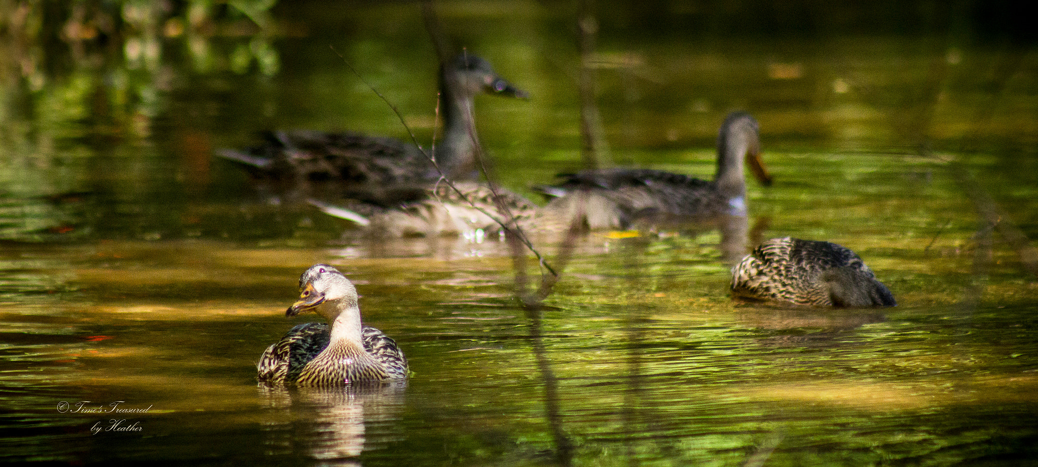 Canon EF 75-300mm f/4-5.6 USM sample photo. Even ducks have personality and a bit of sass to o ... photography